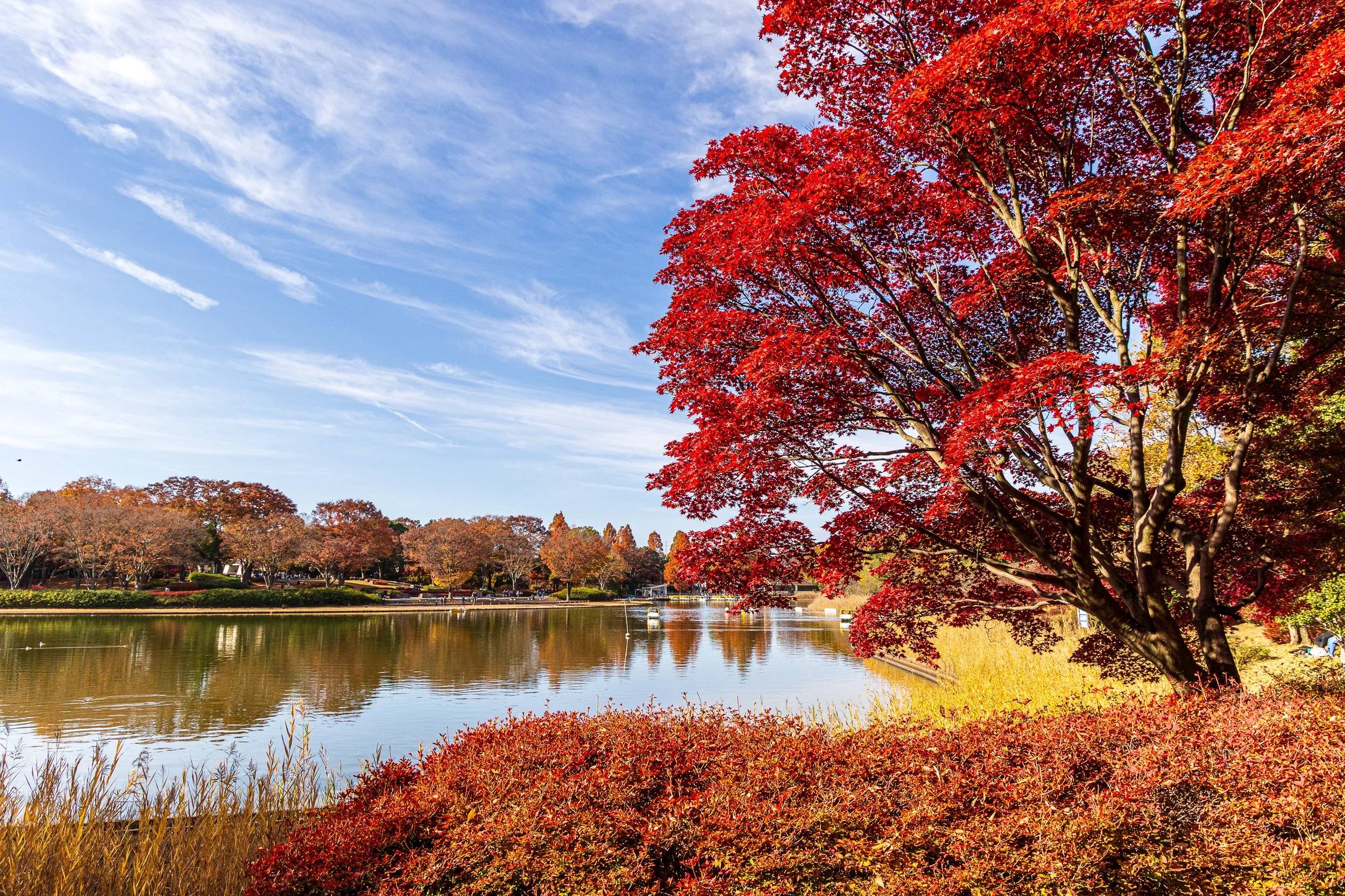 F19A0636_showa-kinen-park.jpg