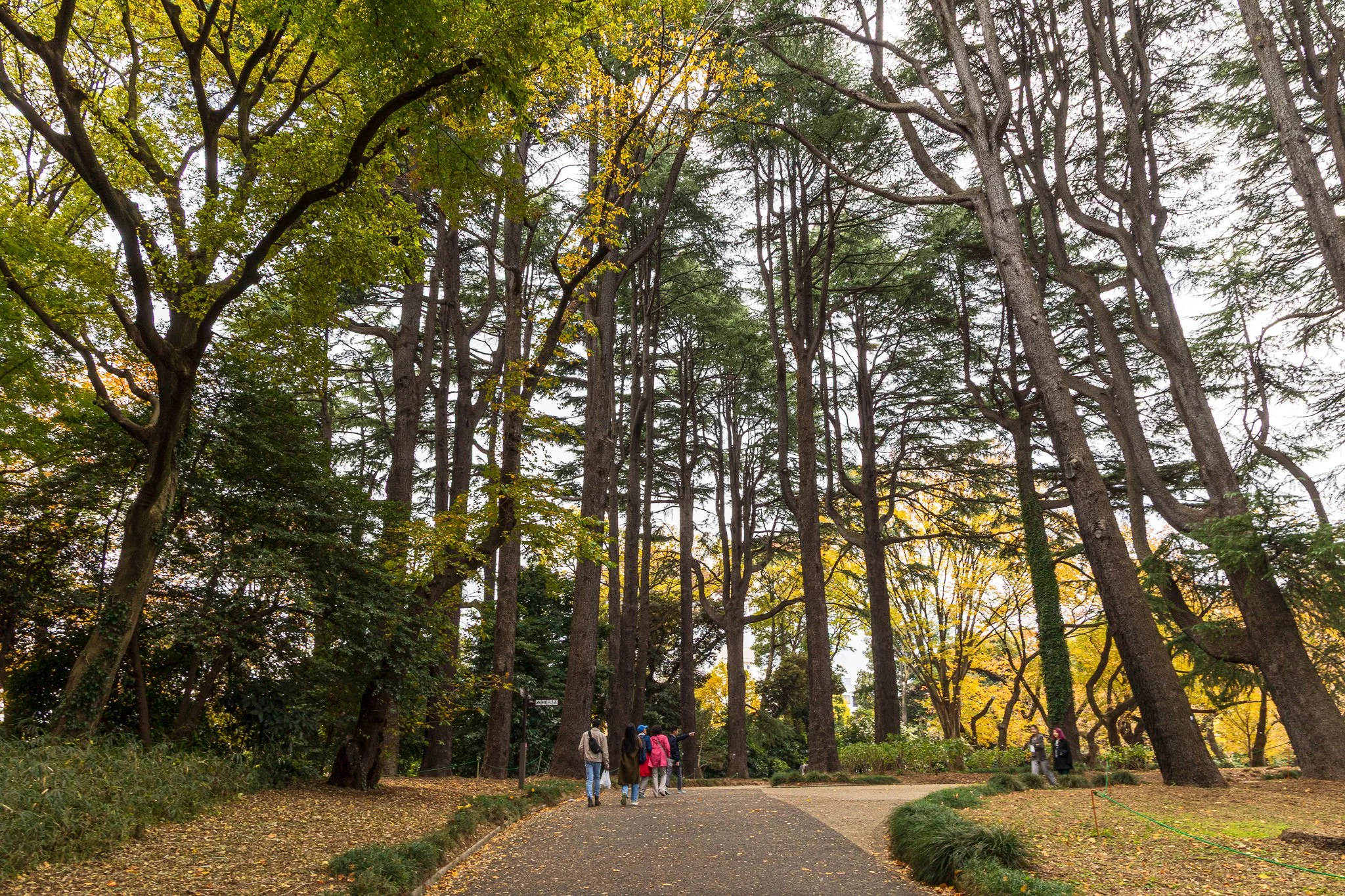 F19A2414_shinjuku-gyoen-national-garden.jpg