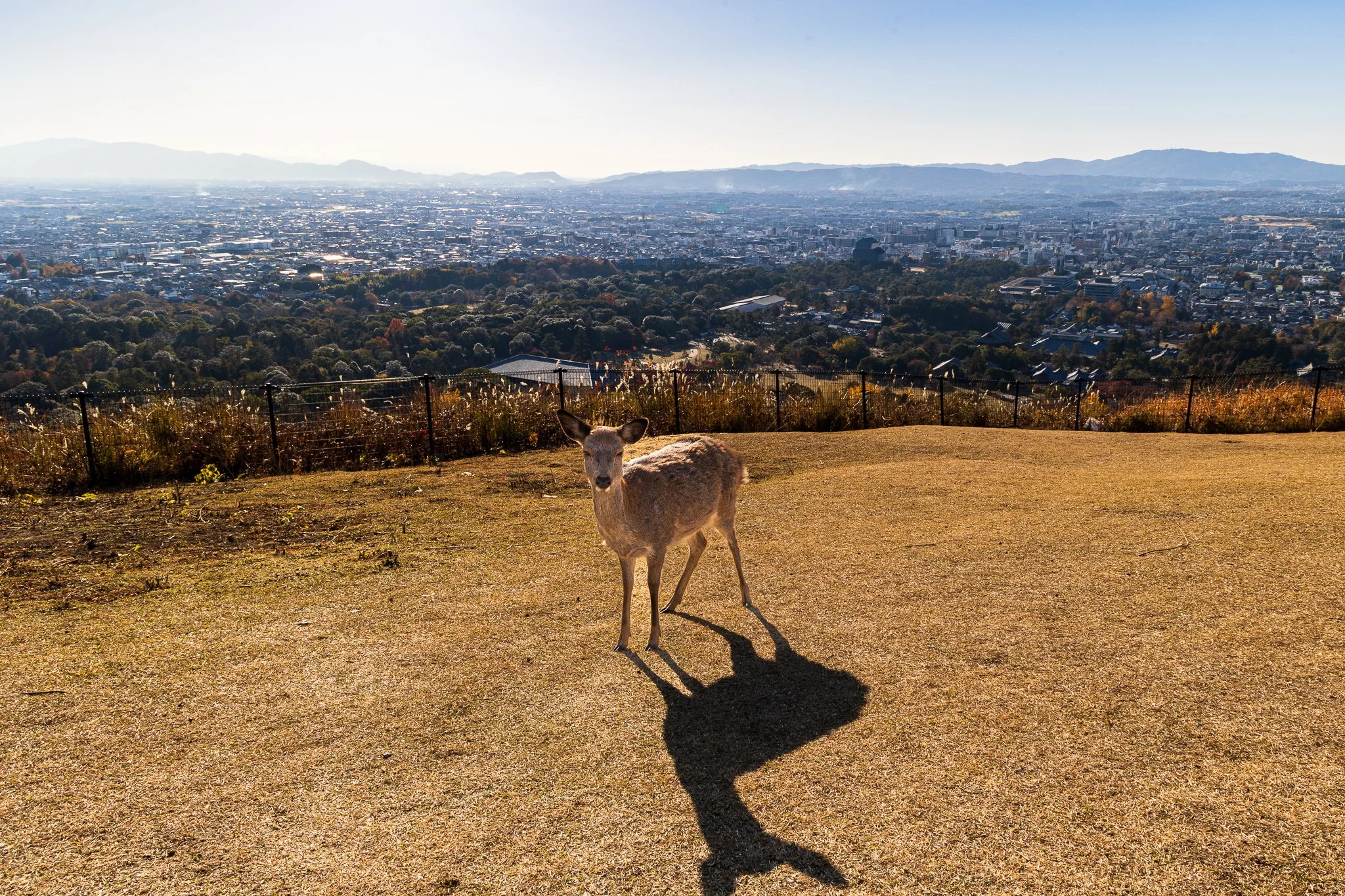 F19A3661_mount-wakakusa.jpg