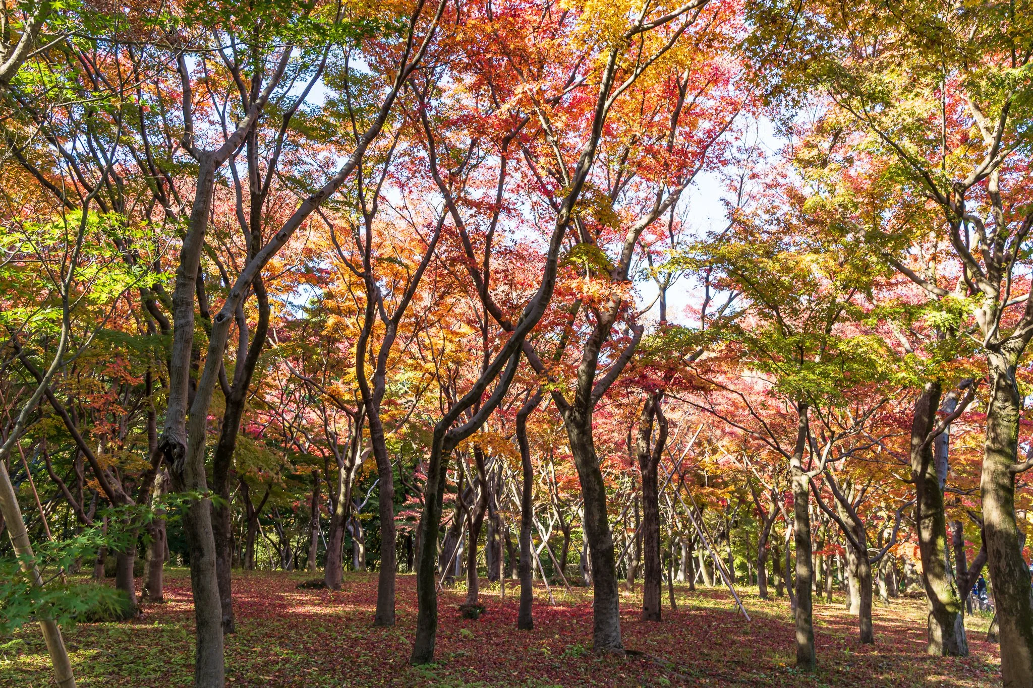 F19A1889_kitanamaru-park.jpg