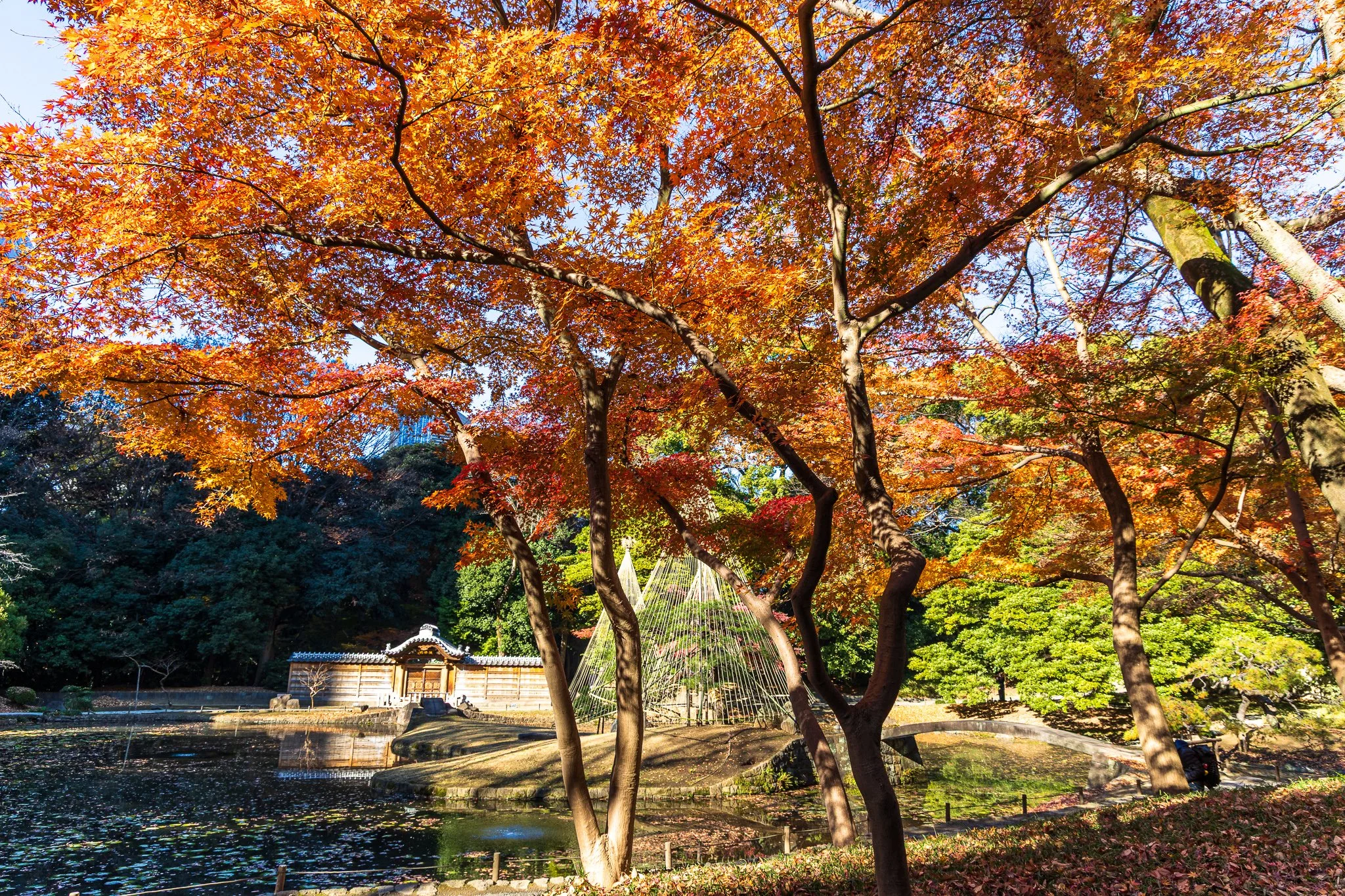 F19A5923_koishikawa-korakuen-gardens.jpg