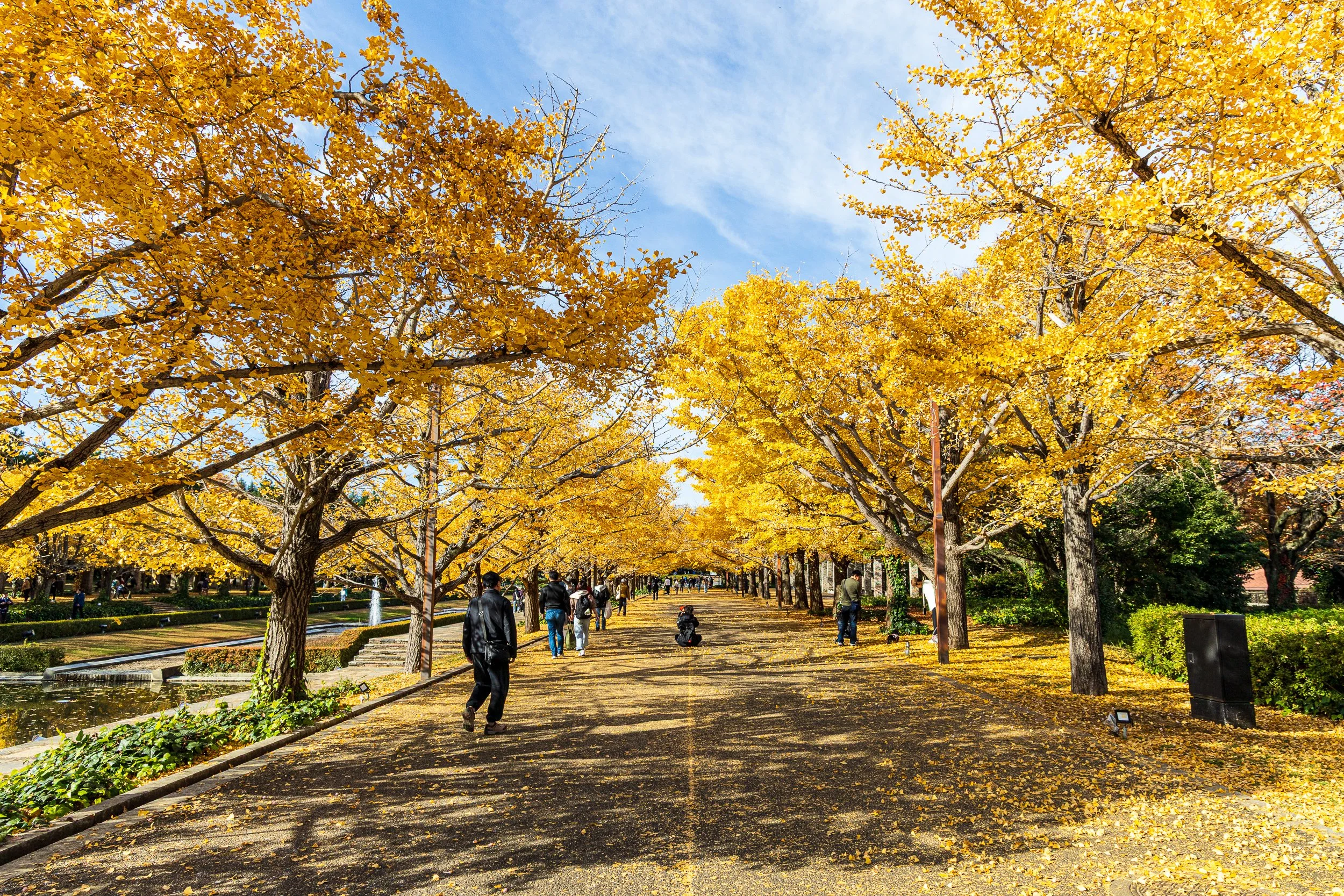 F19A0617_showa-kinen-park.jpg