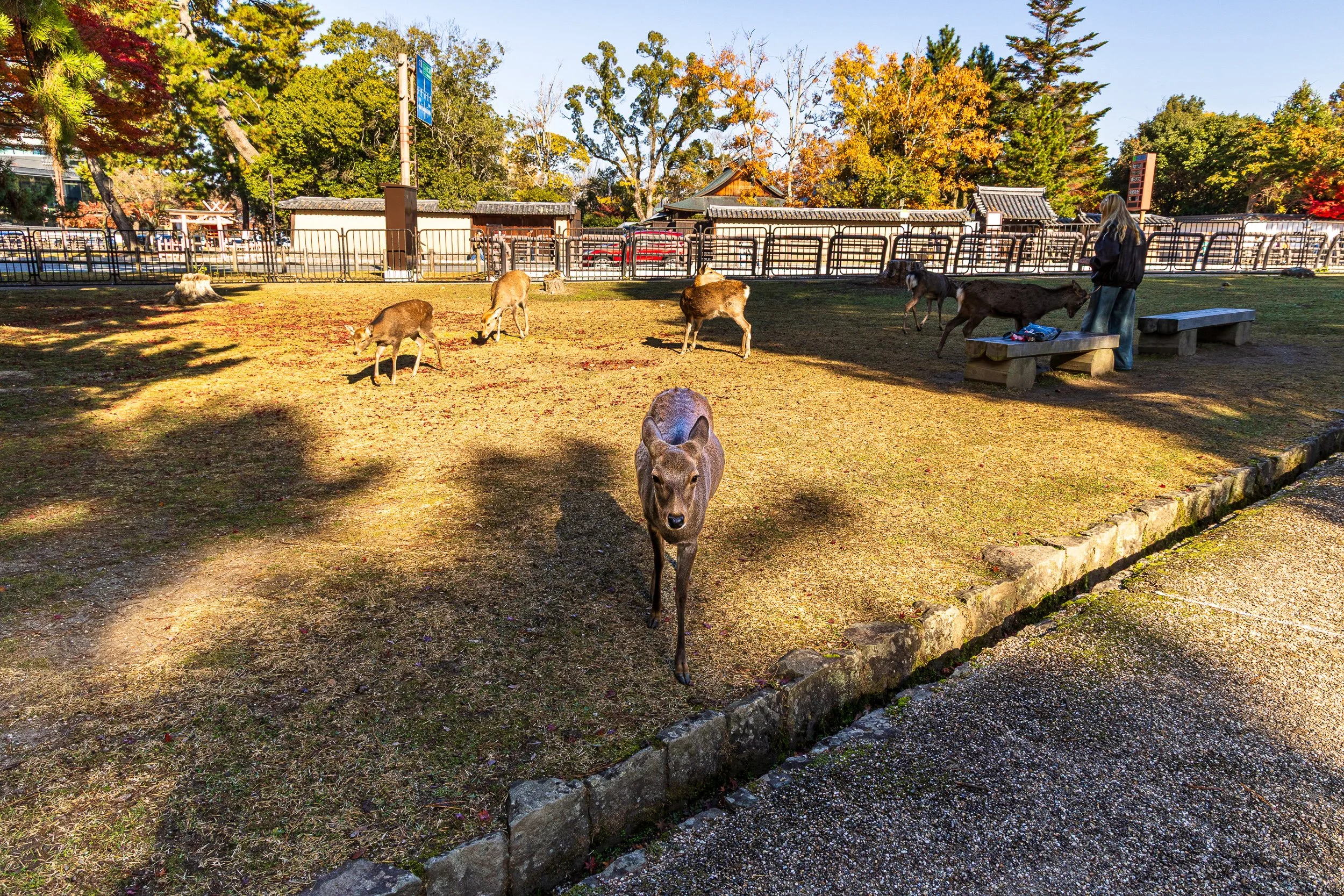 F19A3461_nara-park.jpg