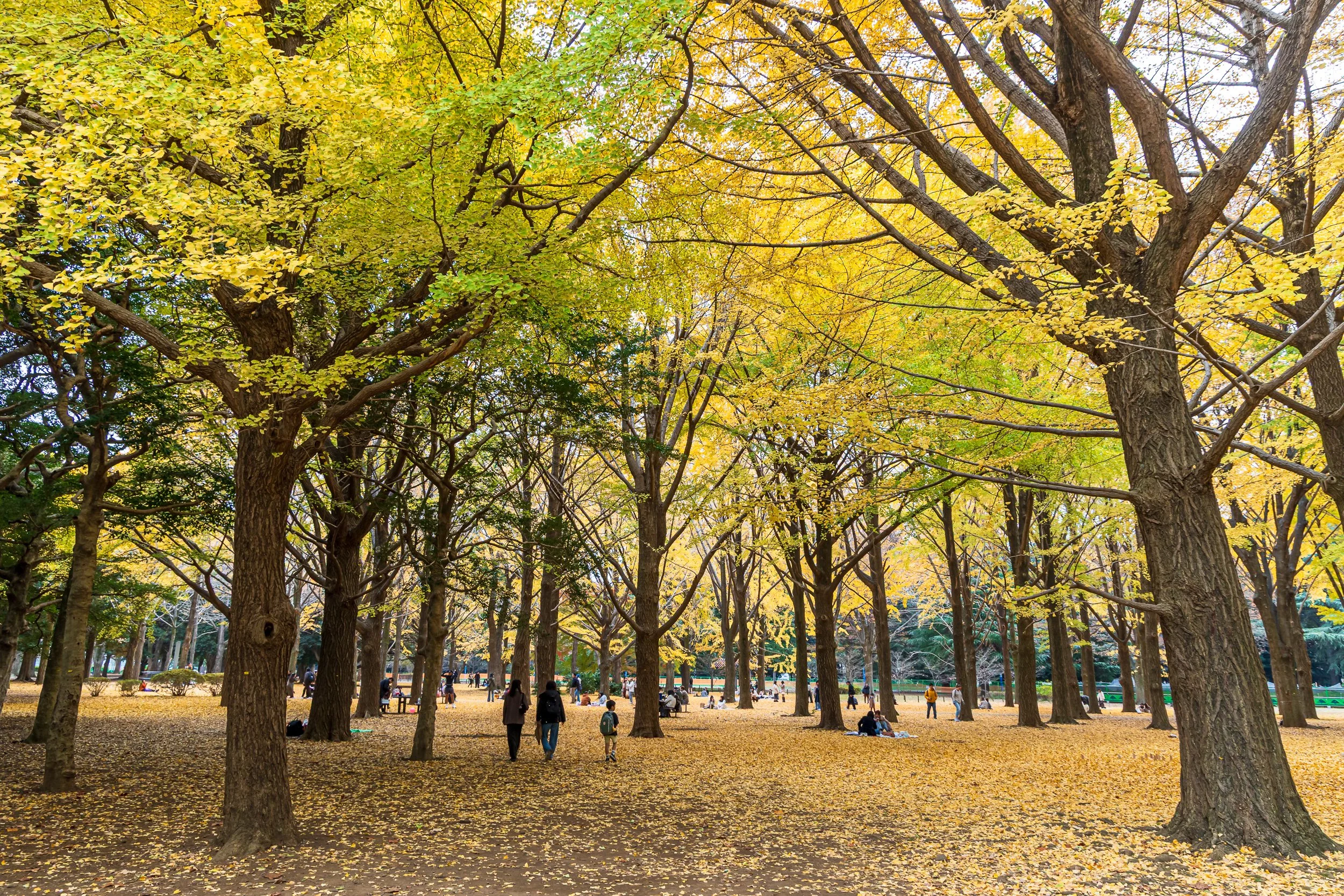 F19A2431_yoyogi-park.jpg