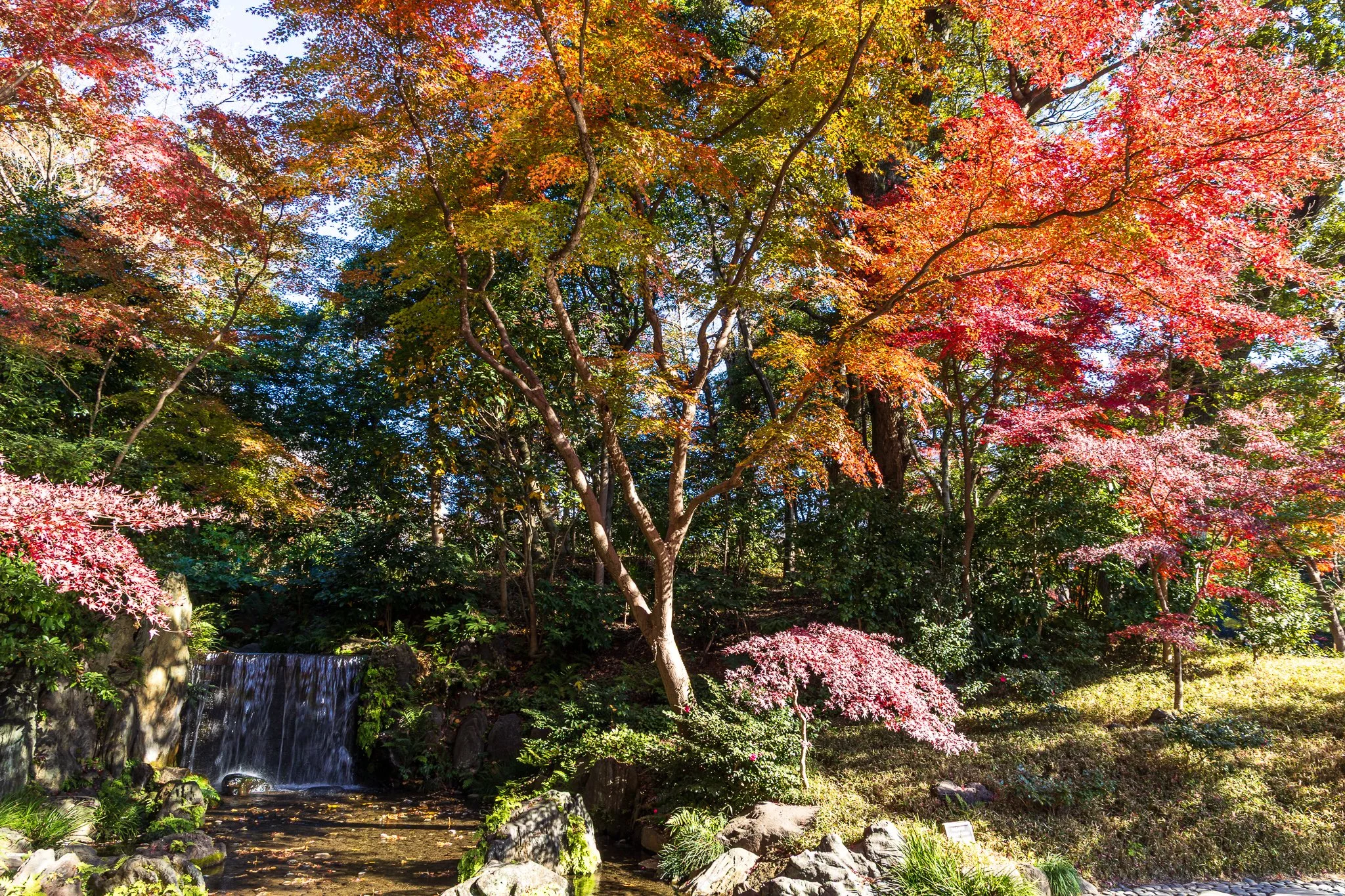 F19A5986_koishikawa-korakuen-gardens.jpg