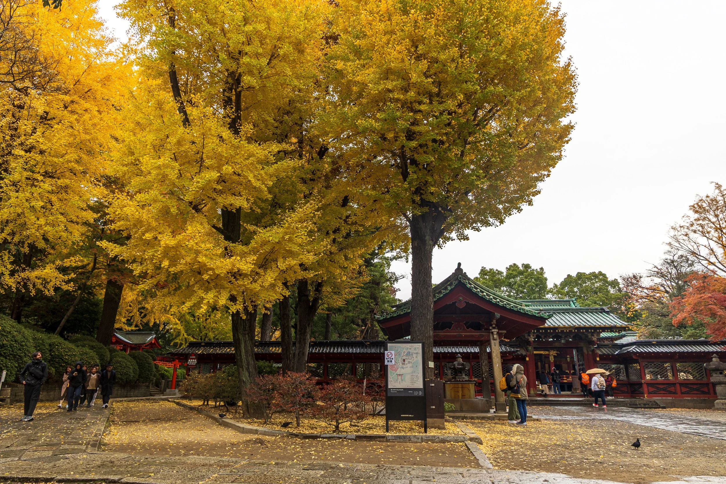 F19A1160_nezu-shrine.jpg