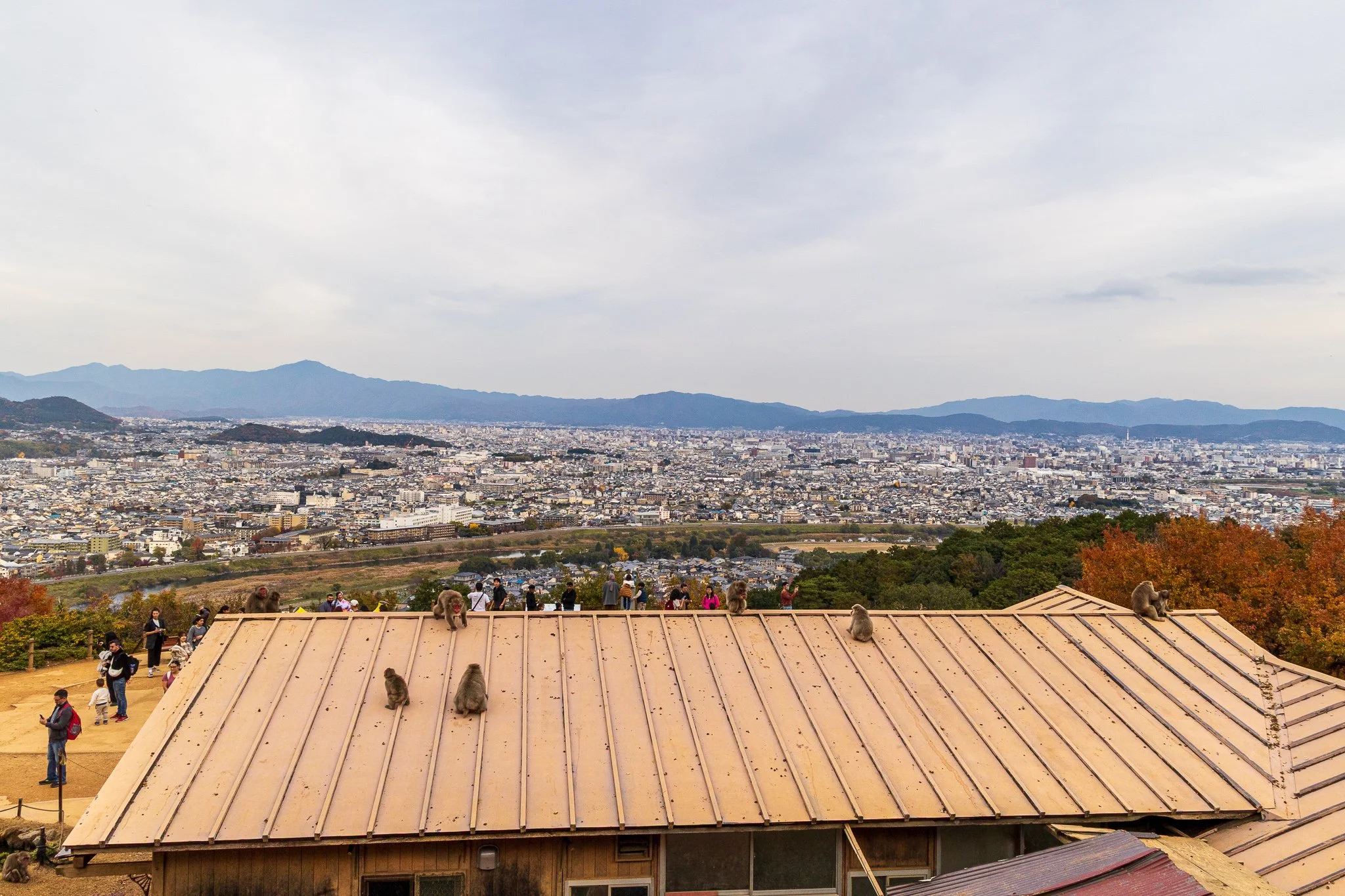 F19A4180_arashiyama-monkey-park-iwatayama.jpg