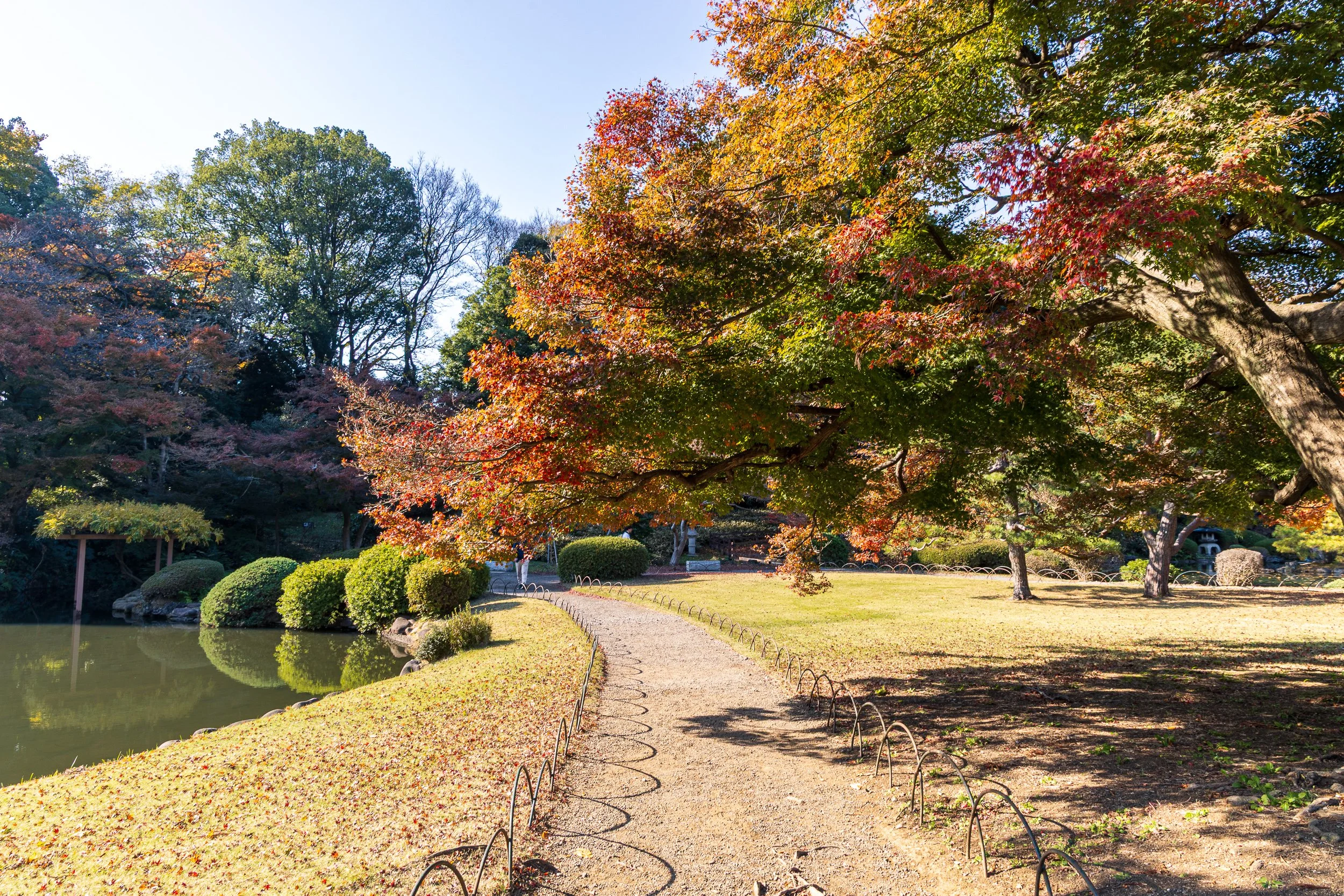 F19A2307_shinjuku-gyoen-national-garden.jpg