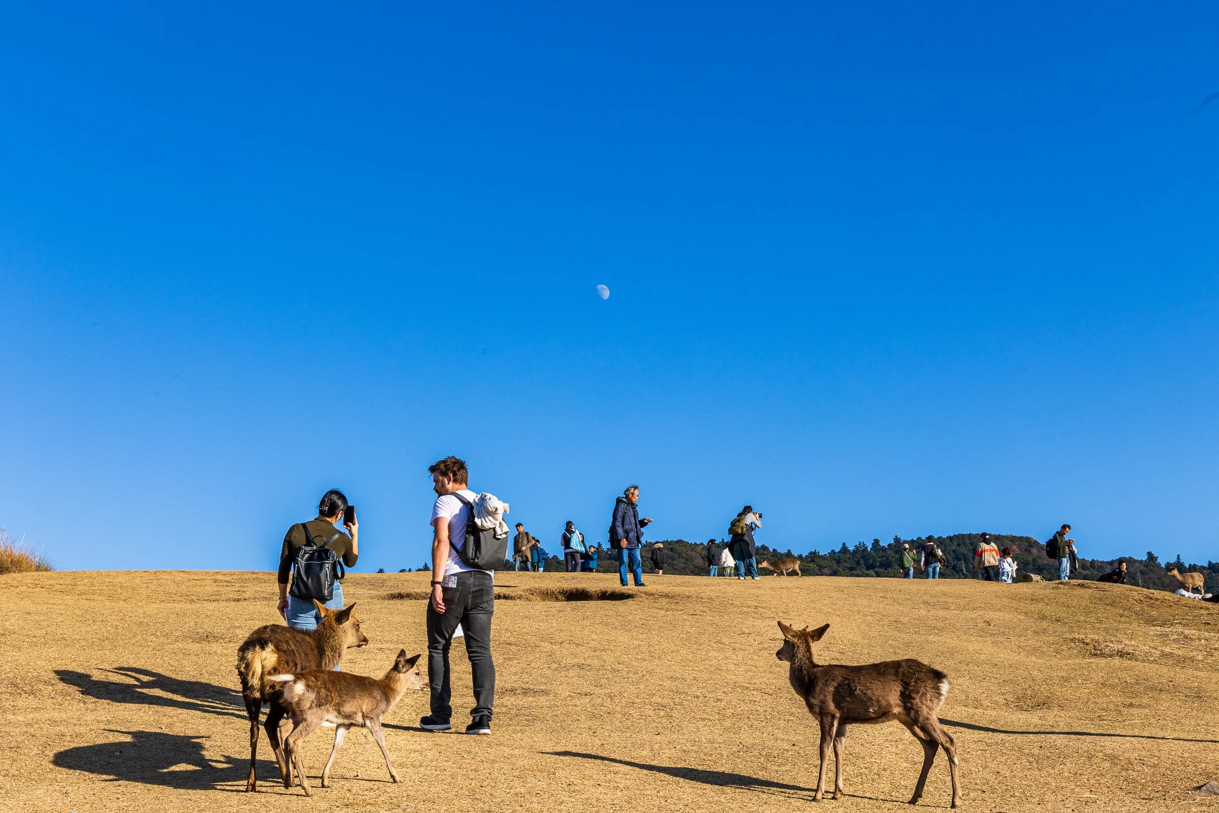 F19A3683_mount-wakakusa.jpg