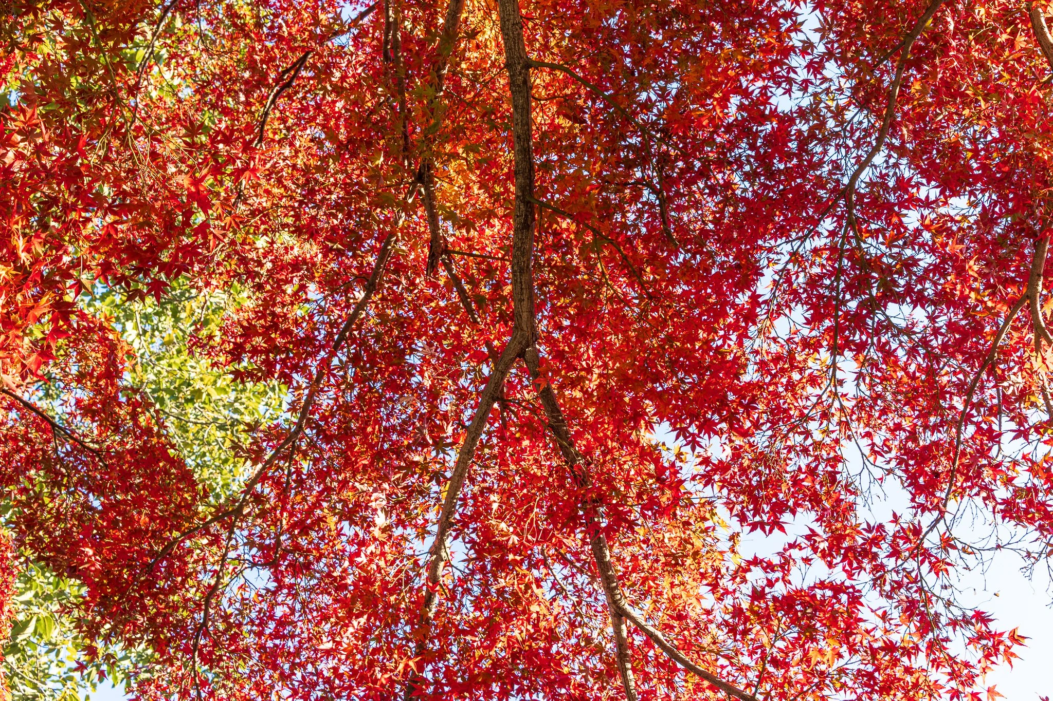 F19A1994_koishikawa-korakuen-gardens.jpg