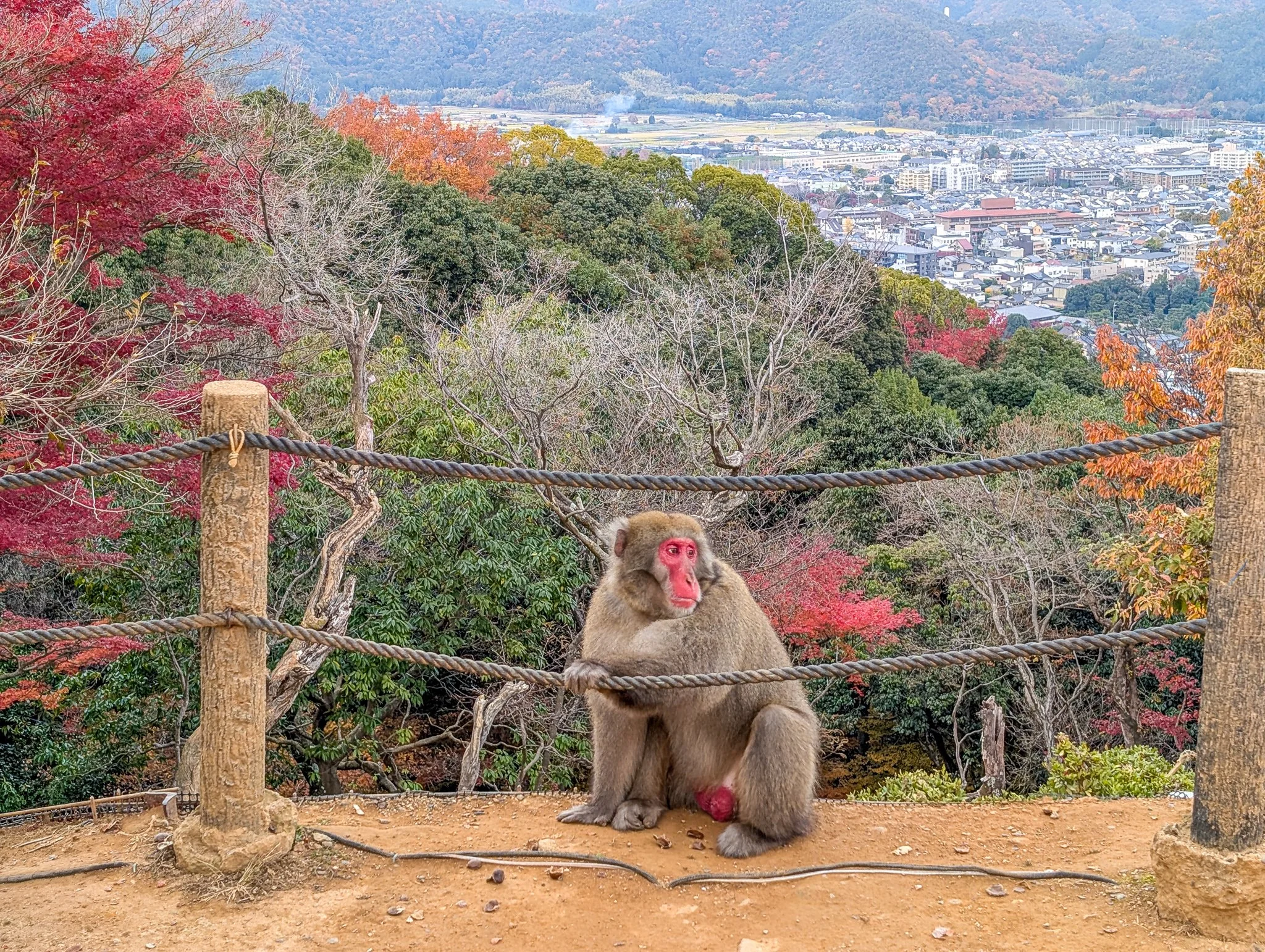 PXL_20251201_061425674_arashiyama-monkey-park-iwatayama.jpg