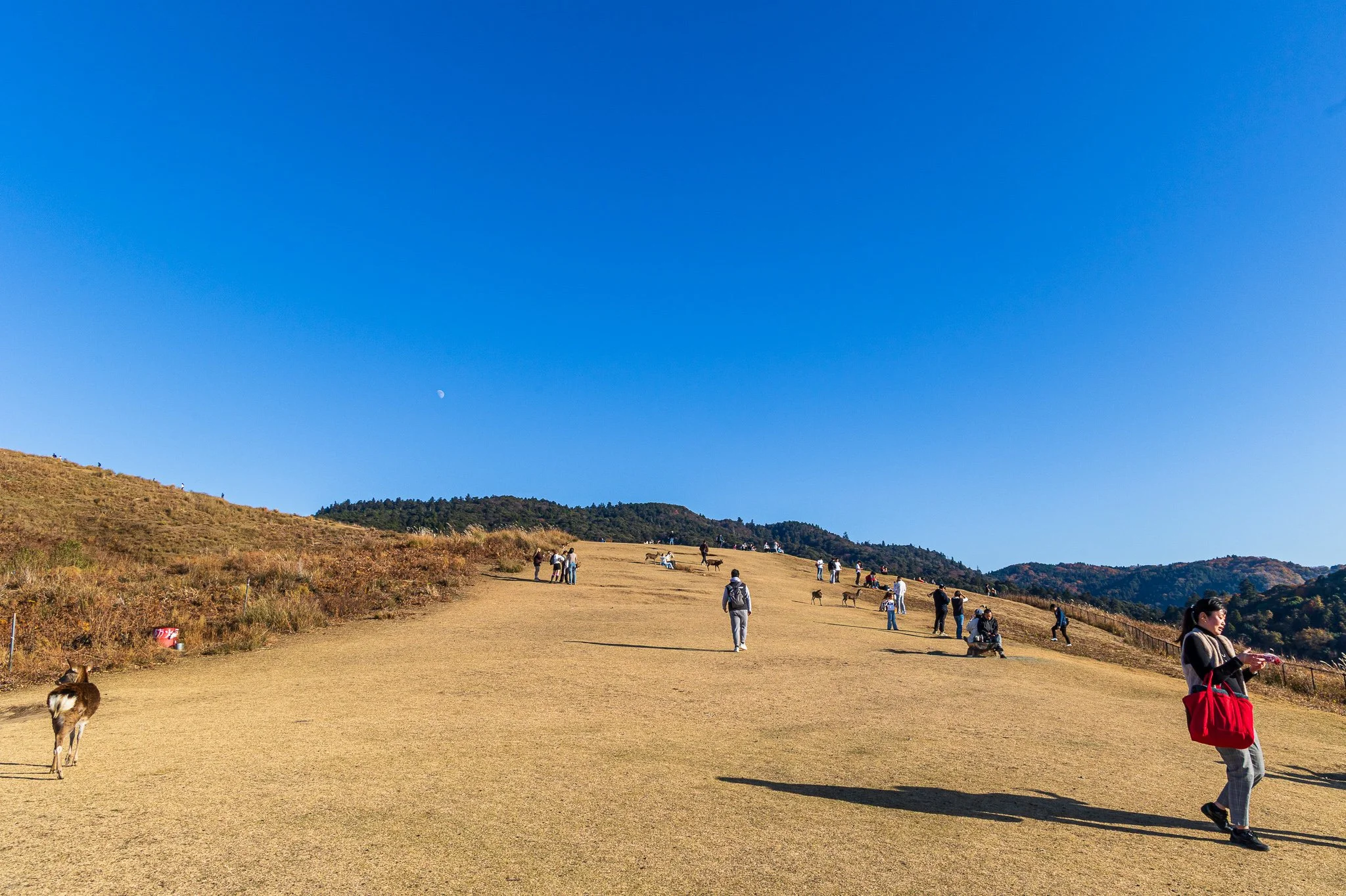 F19A3664_mount-wakakusa.jpg