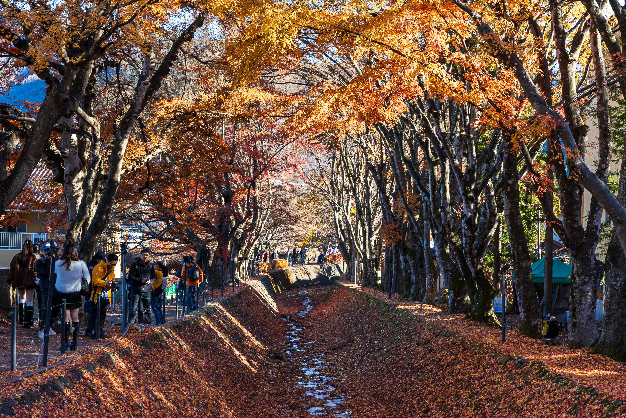 F19A2827_maple-corridor.jpg