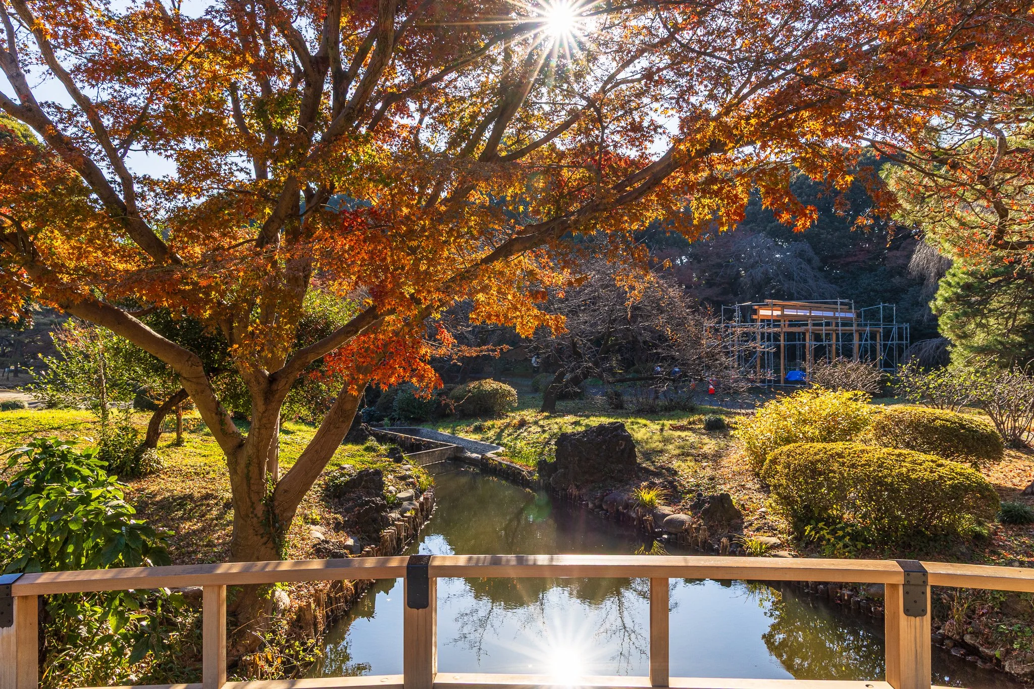 F19A5899_shinjuku-gyoen-national-garden.jpg