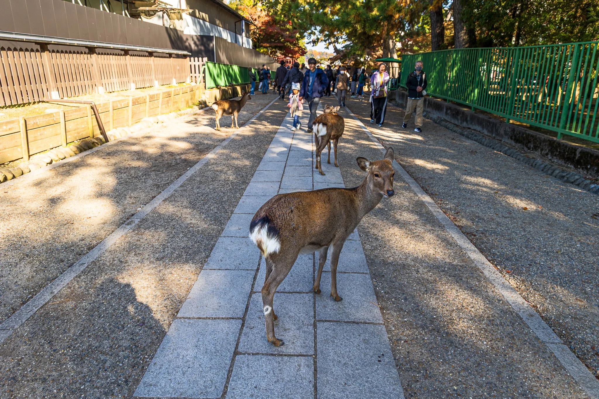 F19A3447_nara-park.jpg
