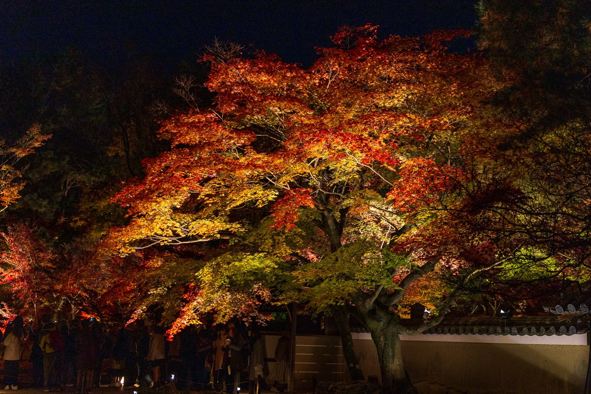 F19A3272_kodai-ji.jpg