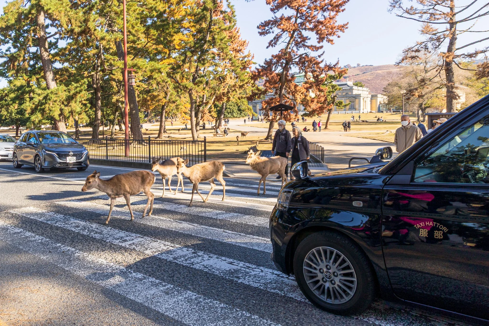 F19A3455_nara-park.jpg