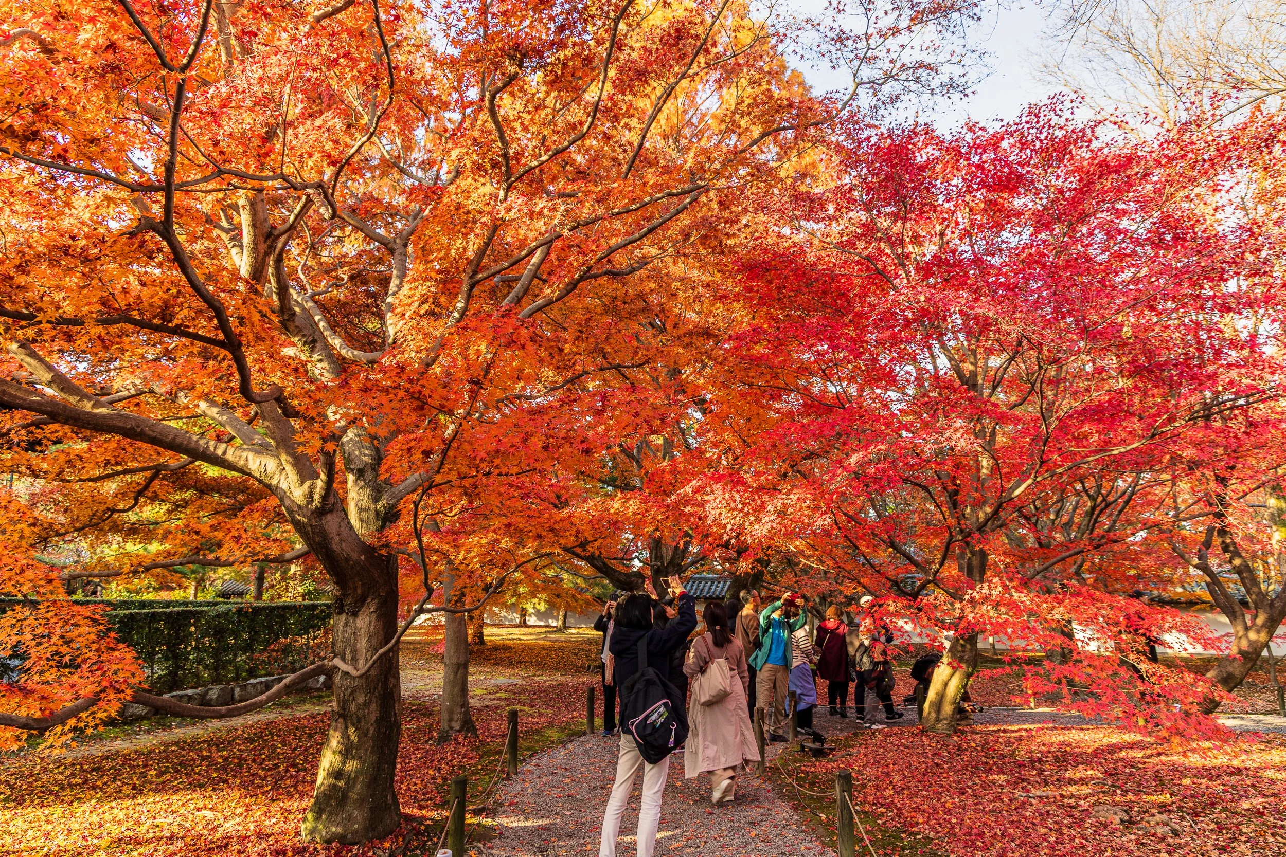 F19A4338_tofuku-ji.jpg