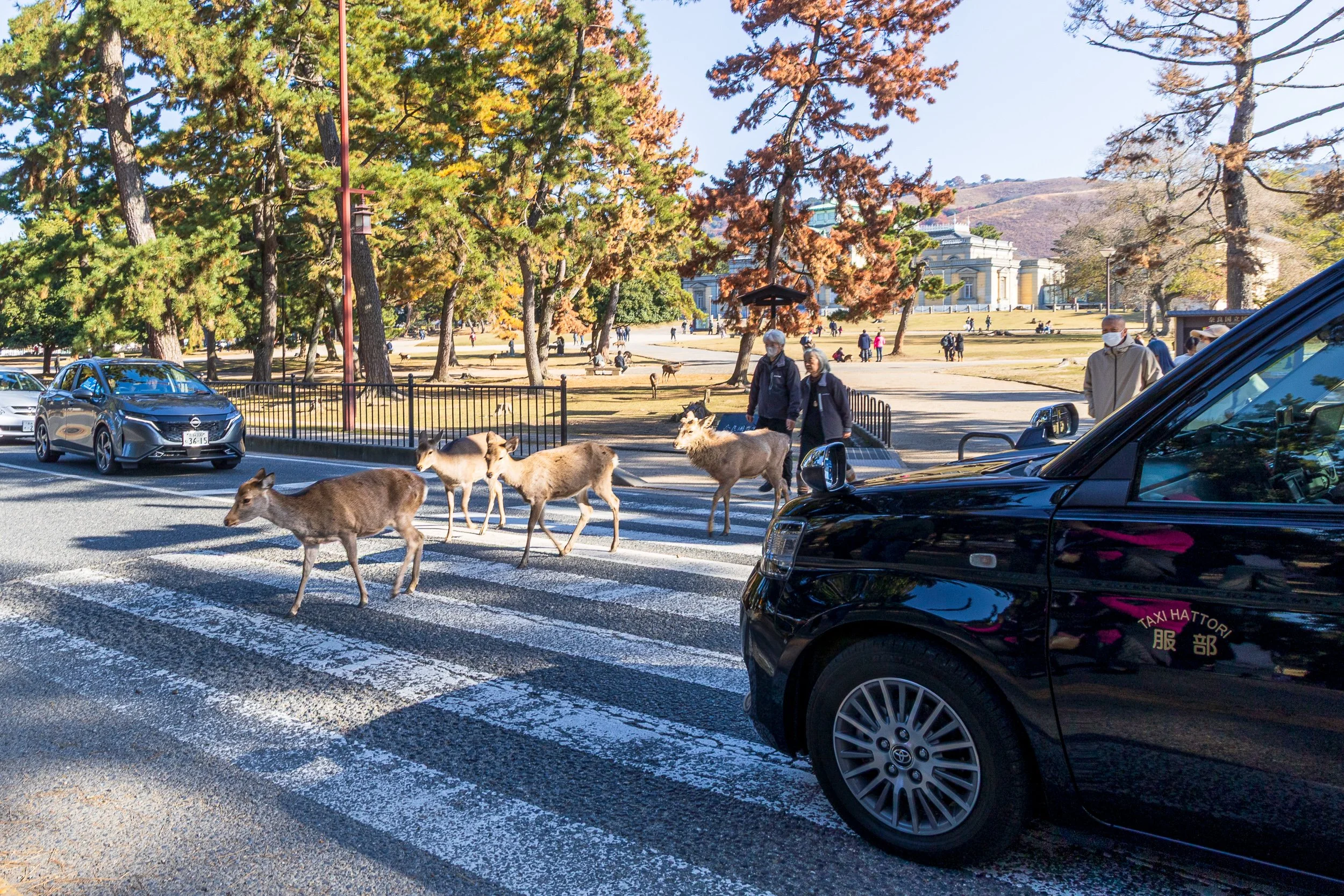 F19A3455_nara-park.jpg