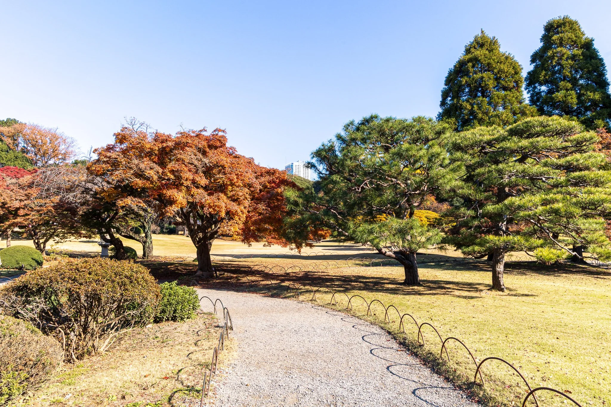 F19A2312_shinjuku-gyoen-national-garden.jpg