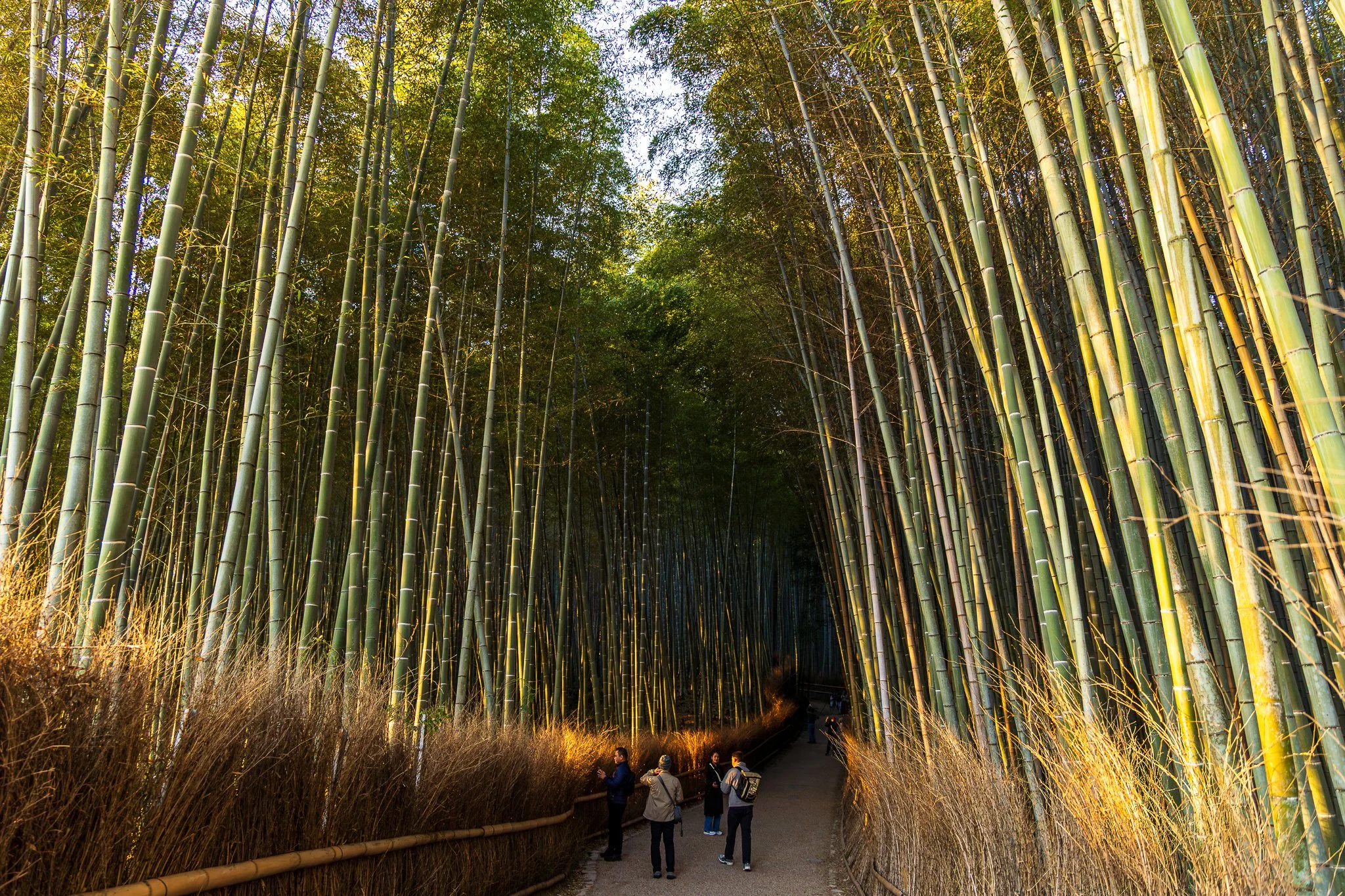 F19A3819_arashiyama-bamboo-forest.jpg
