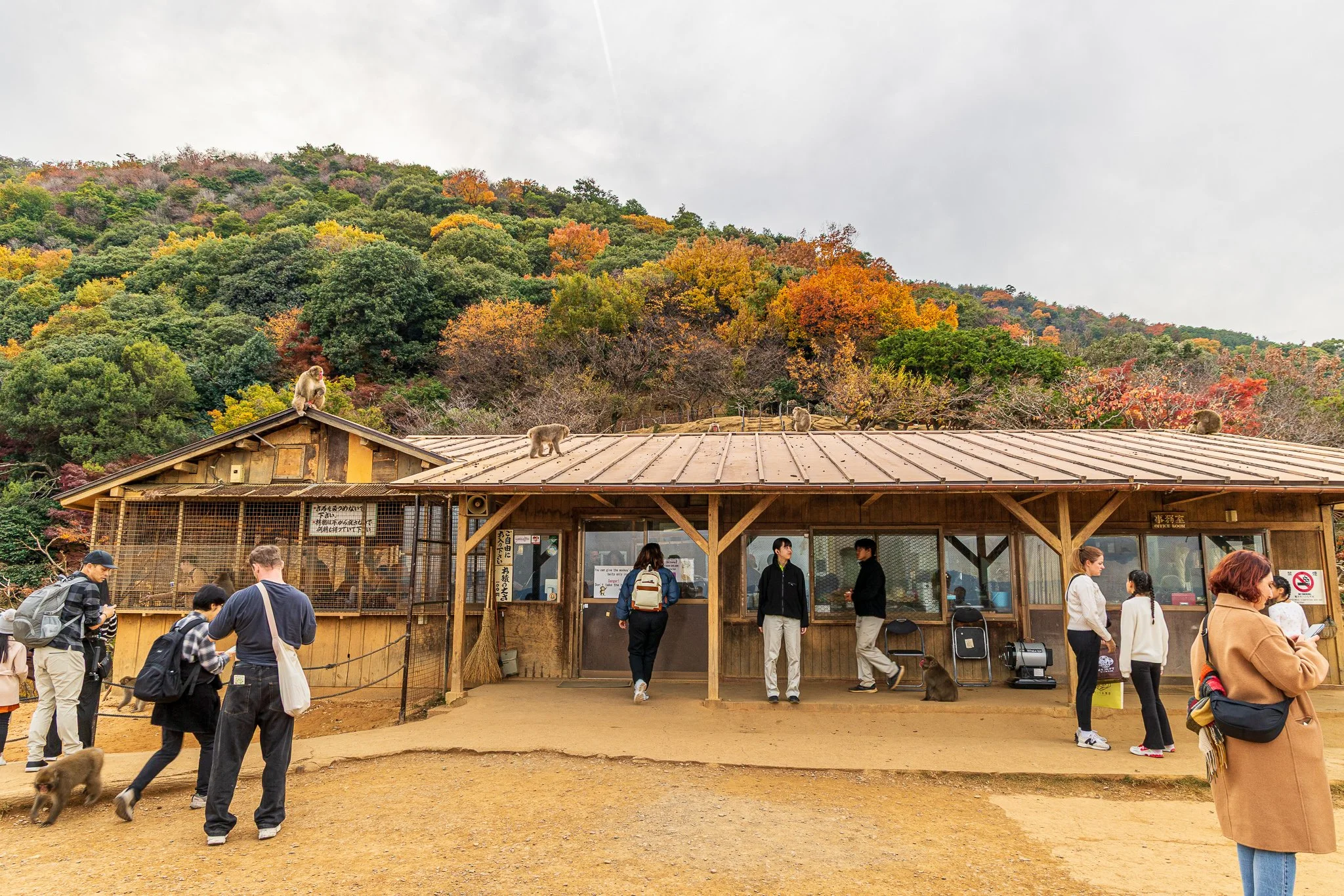 F19A4175_arashiyama-monkey-park-iwatayama.jpg