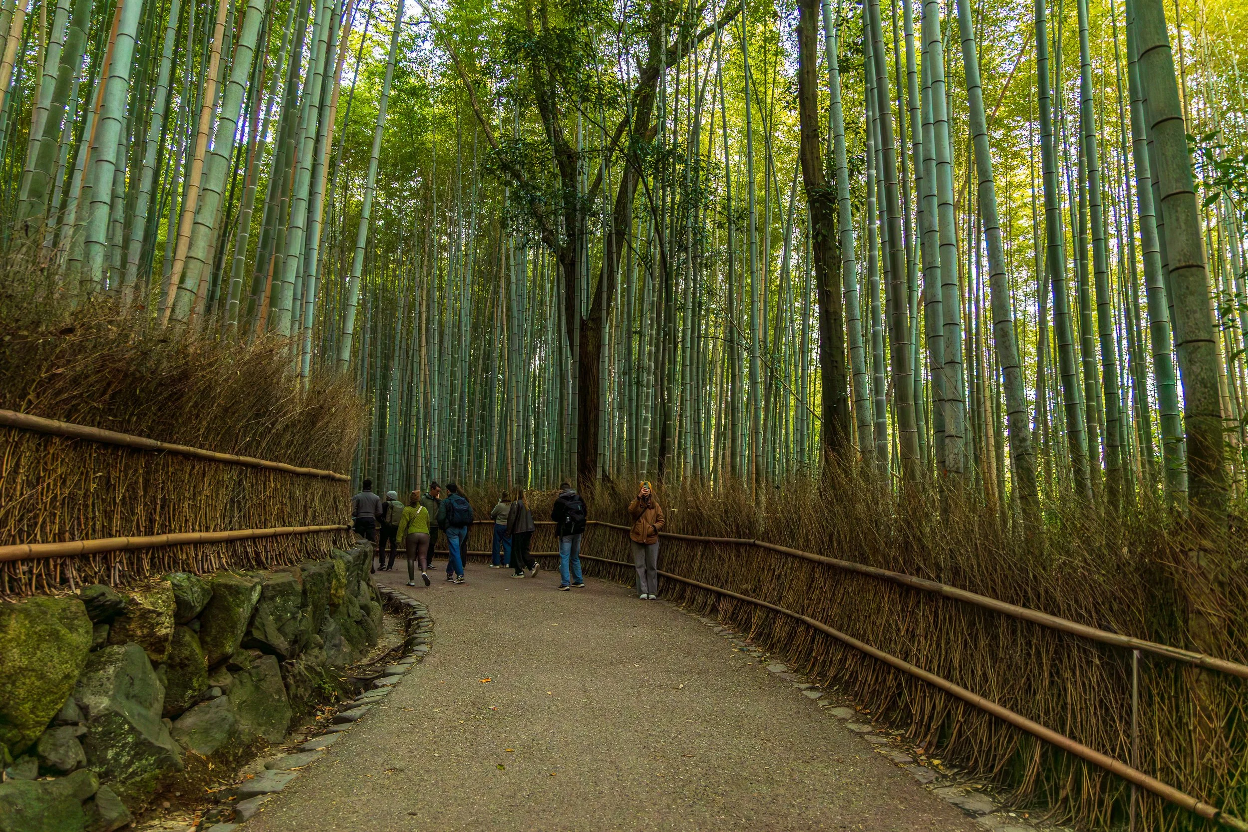 F19A3791-Edit_arashiyama-bamboo-forest.jpg