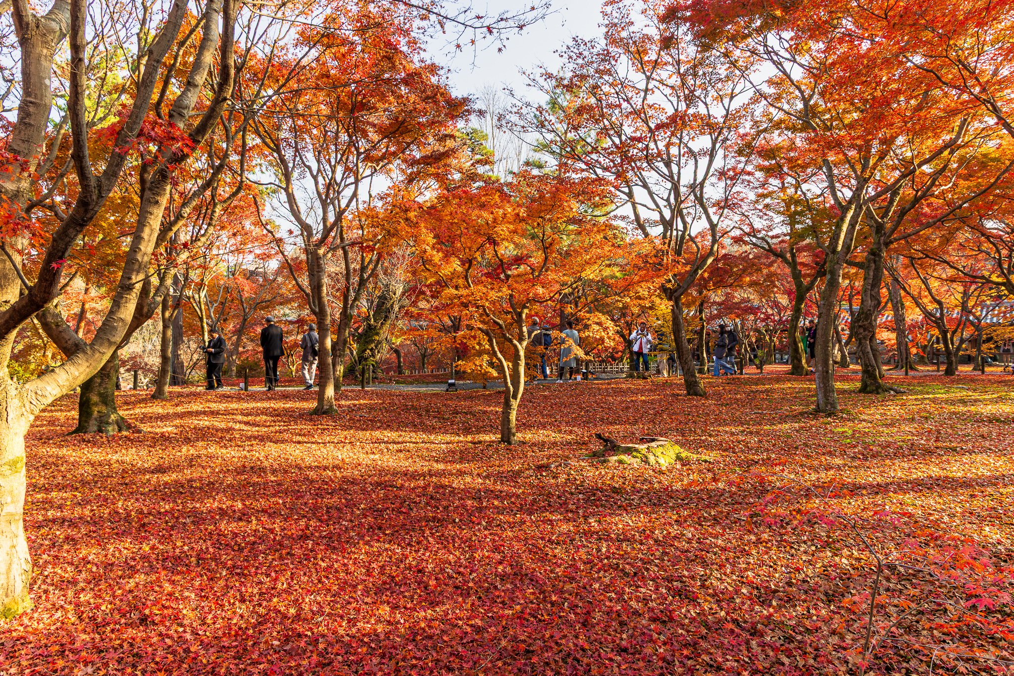 F19A4343_tofuku-ji.jpg