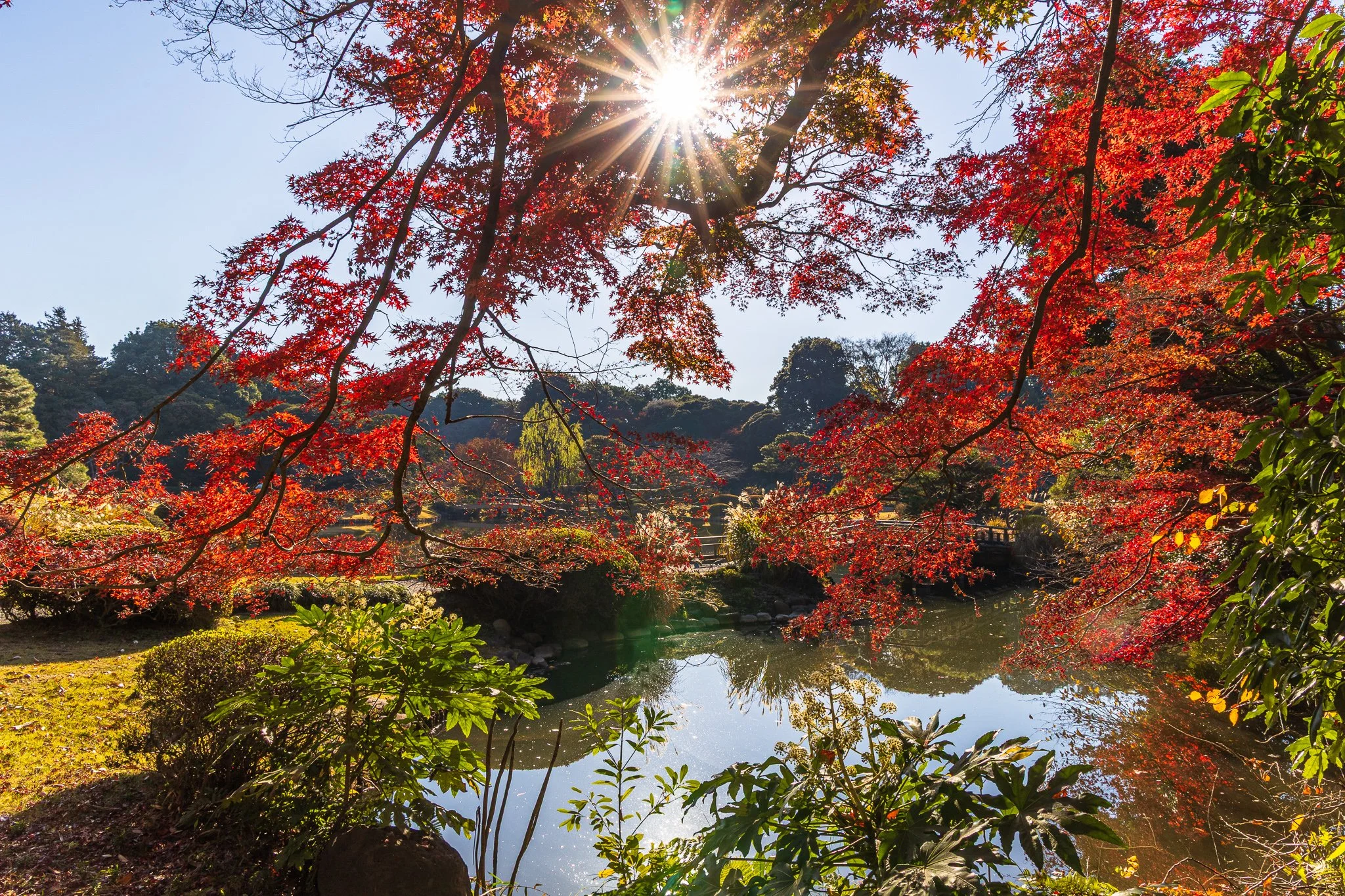 F19A5883_shinjuku-gyoen-national-garden.jpg