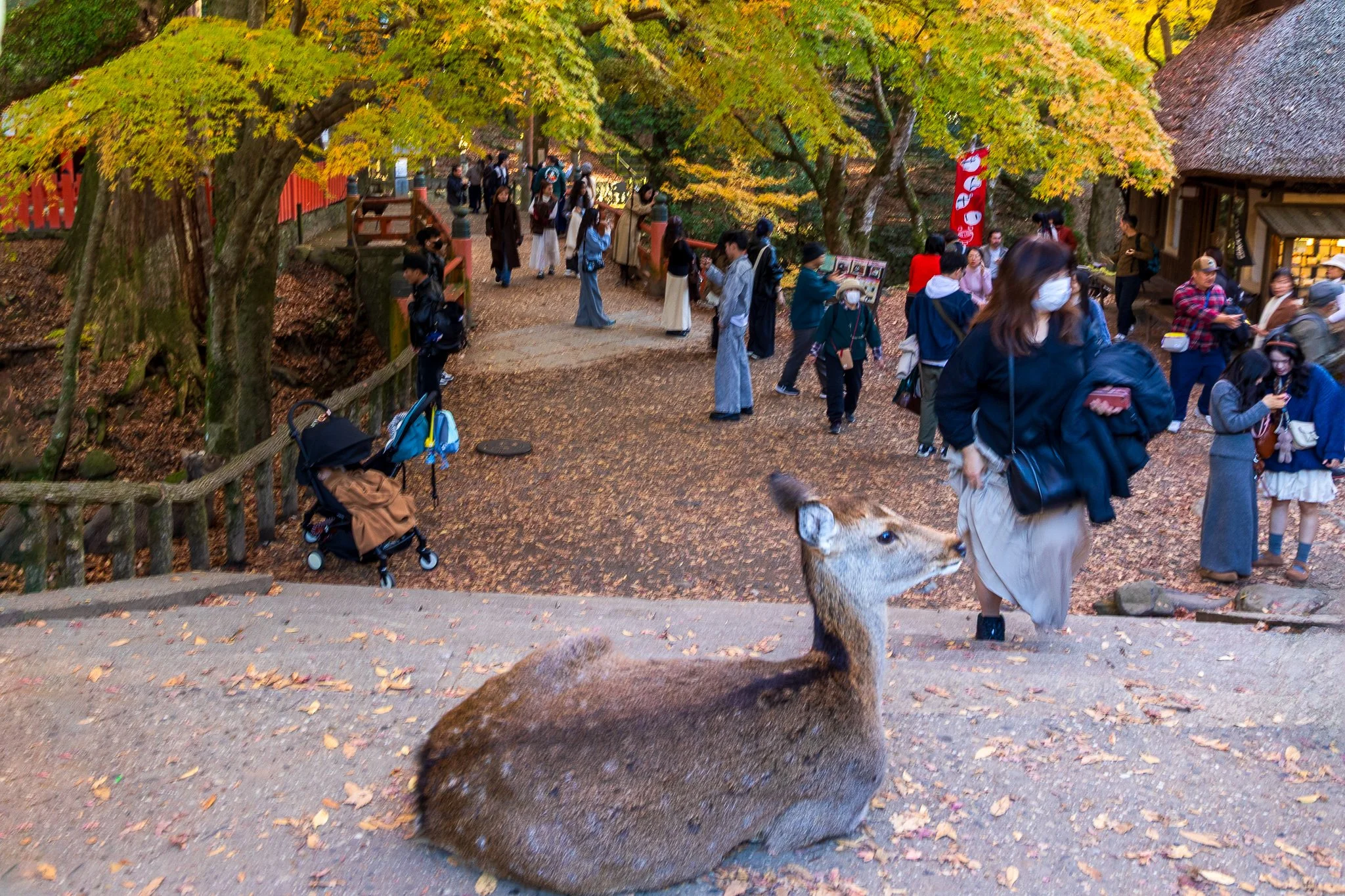 F19A3703_kasuga-taisha.jpg
