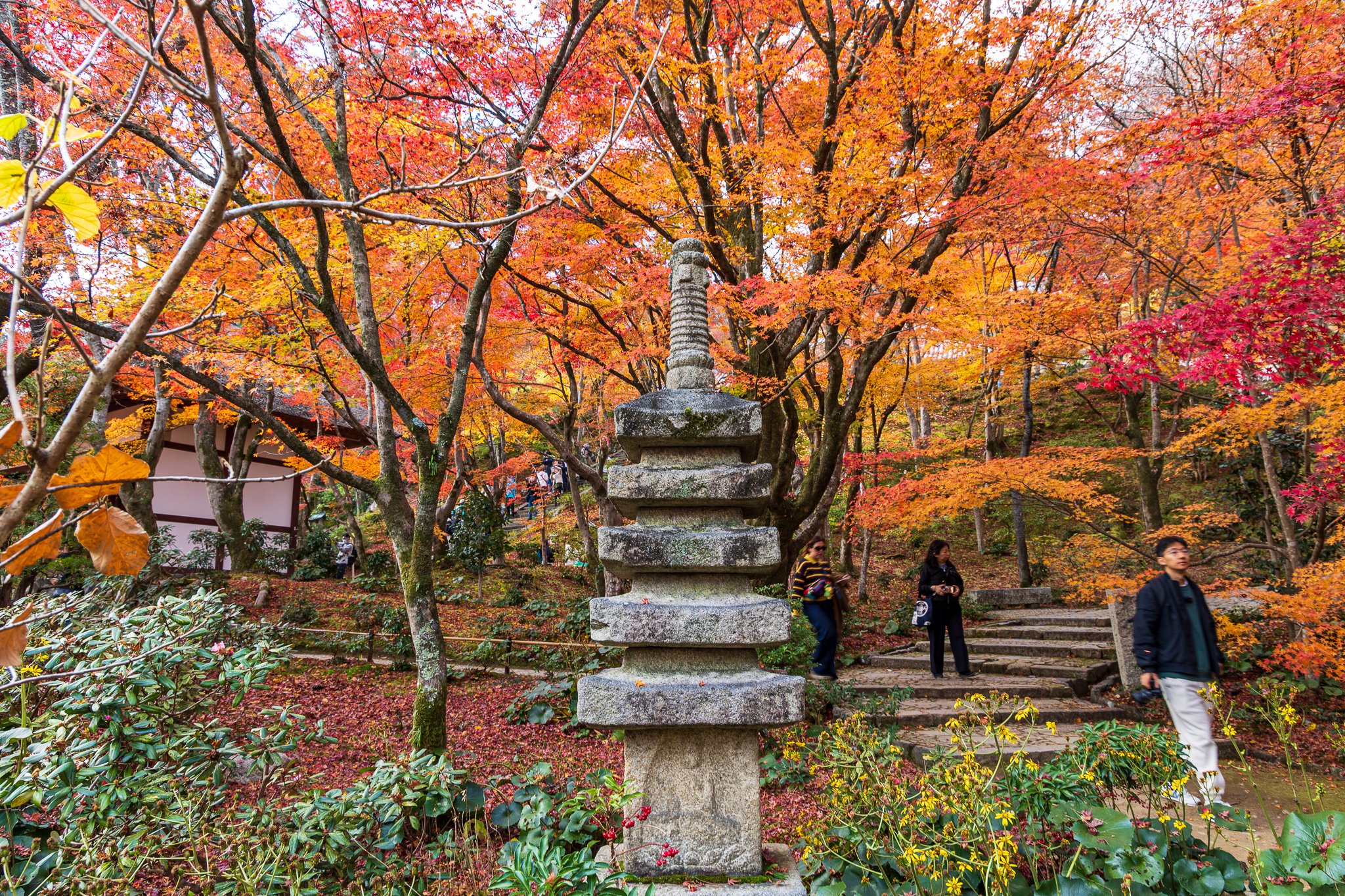 F19A3979_jojakko-ji.jpg