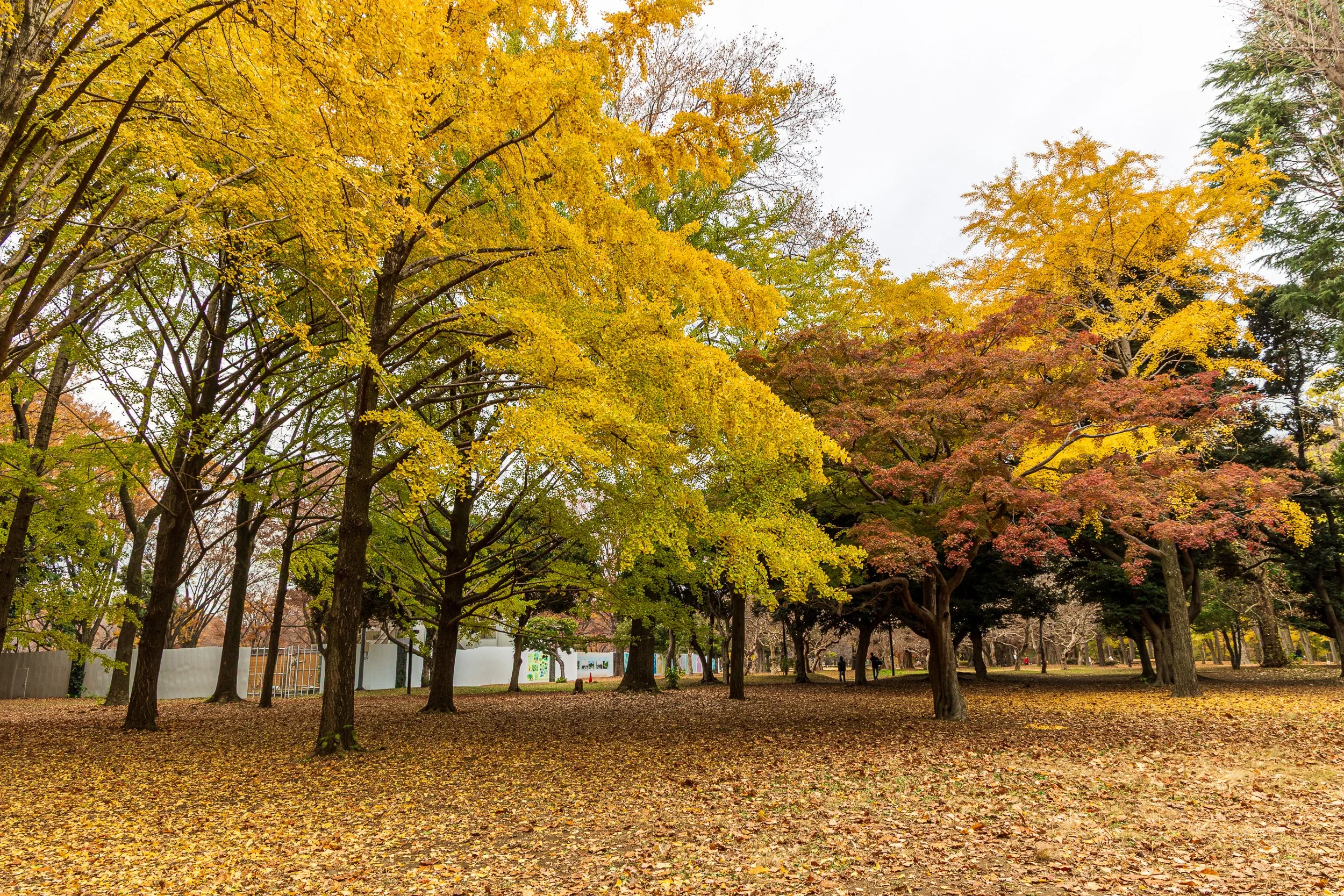 F19A2430_yoyogi-park.jpg