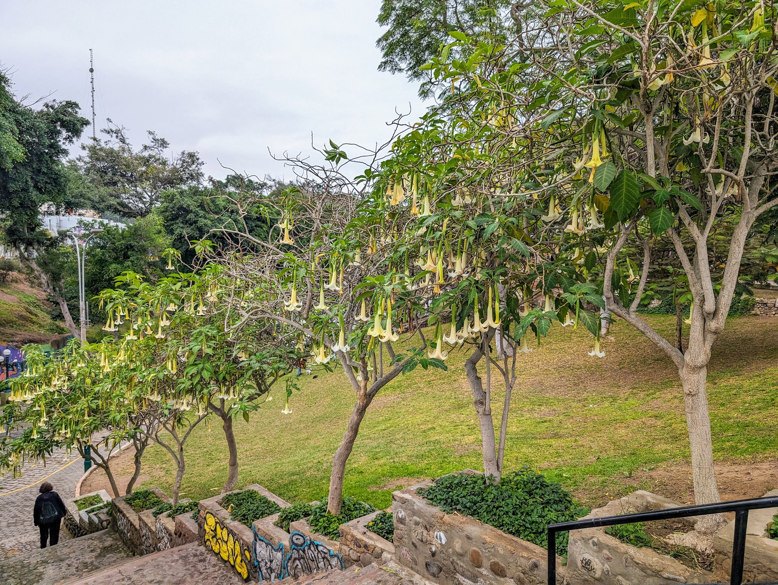 PXL_20240623_164203502_barranco.jpg