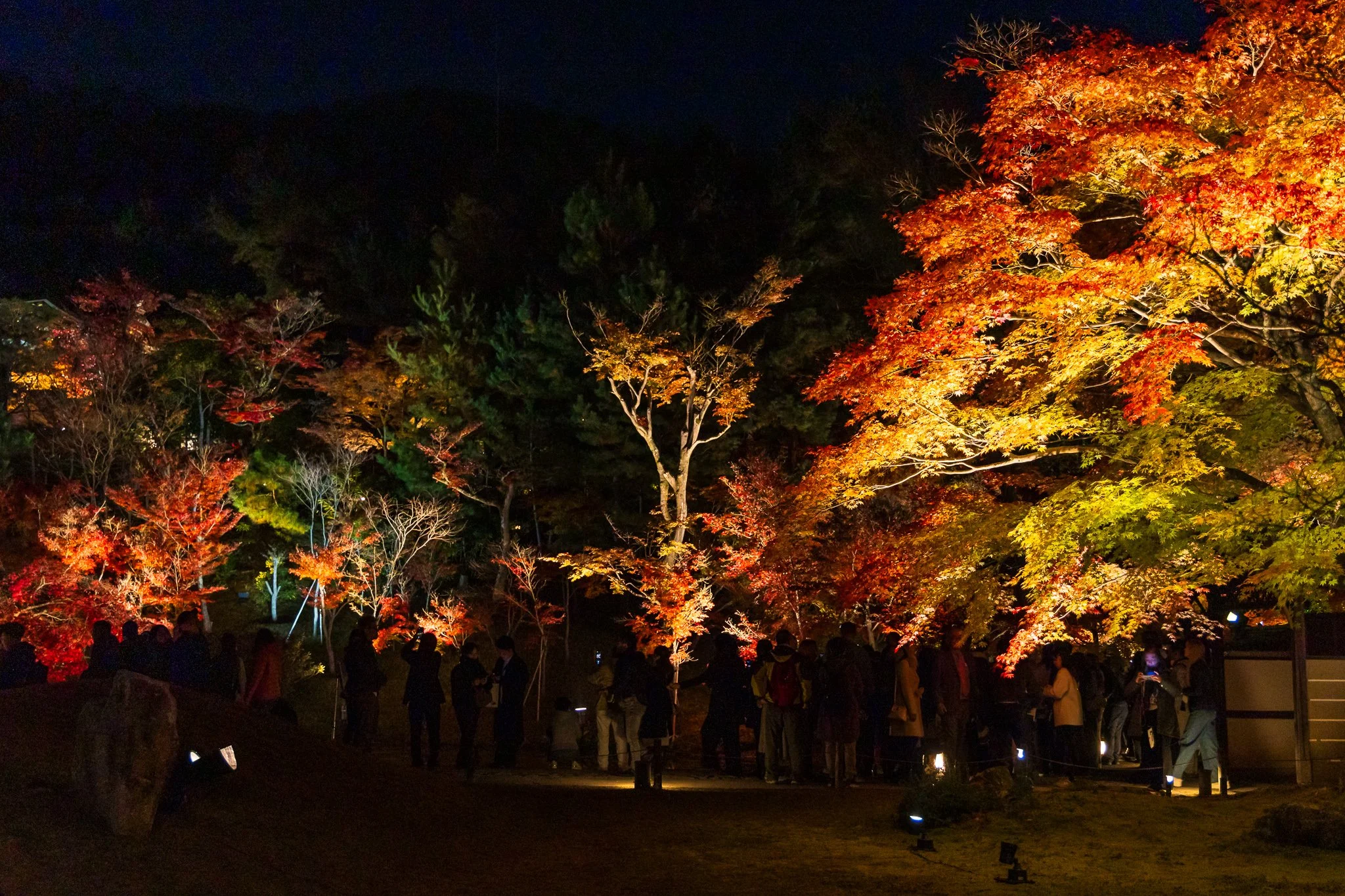 F19A3270_kodai-ji.jpg