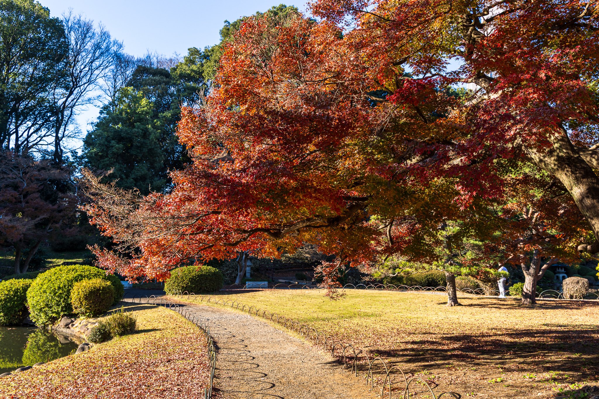 F19A5875_shinjuku-gyoen-national-garden.jpg