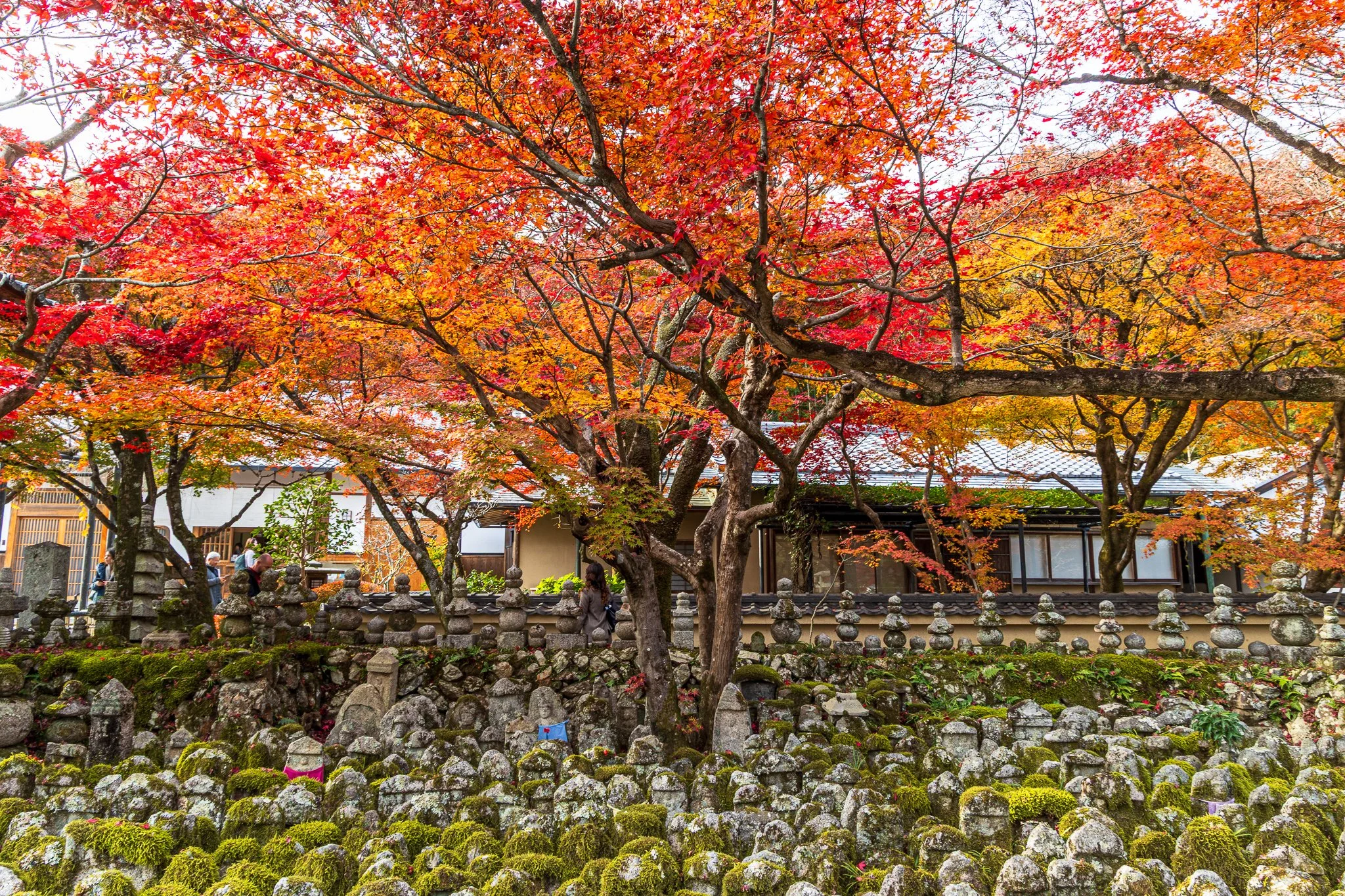 F19A4093_adashino-nenbutsu-ji.jpg