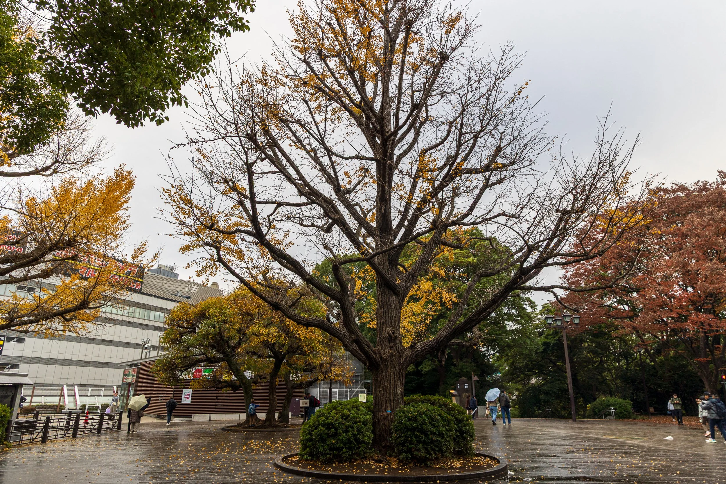 F19A1358_ueno-park.jpg