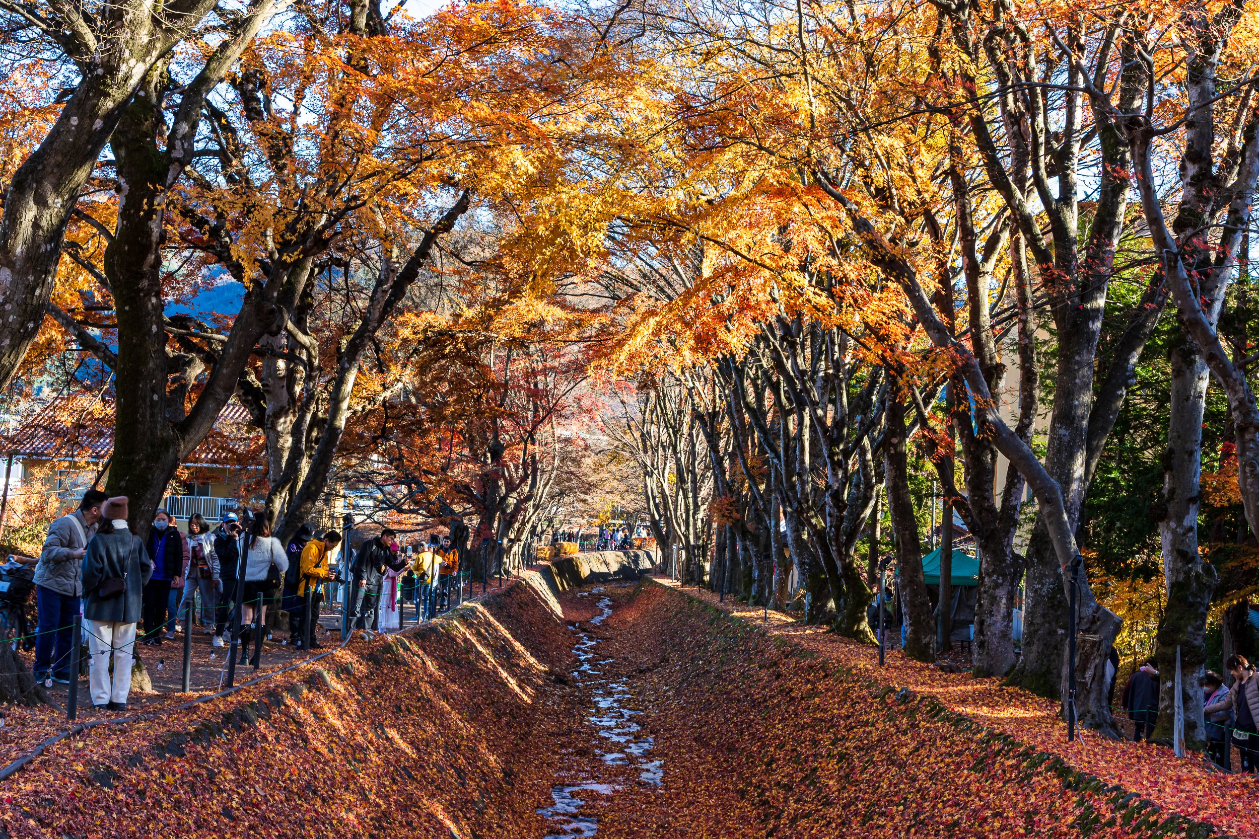 F19A2820_maple-corridor.jpg