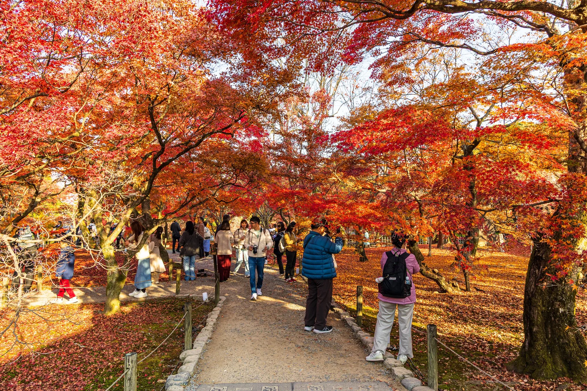 F19A4335_tofuku-ji.jpg