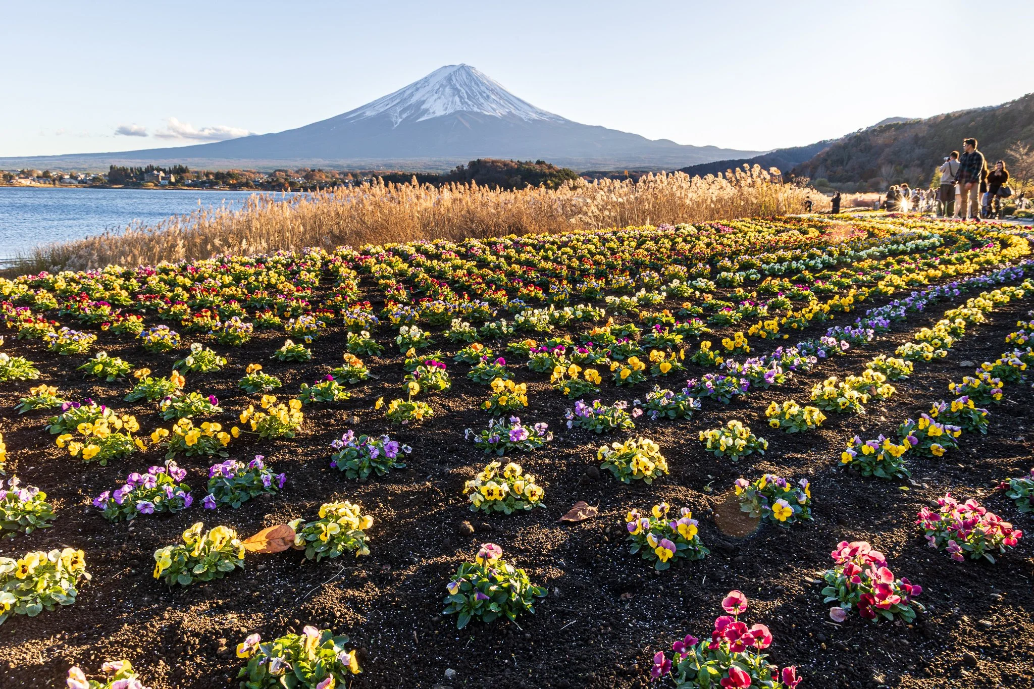 F19A2949_mount-fuji-from-oishi-park.jpg