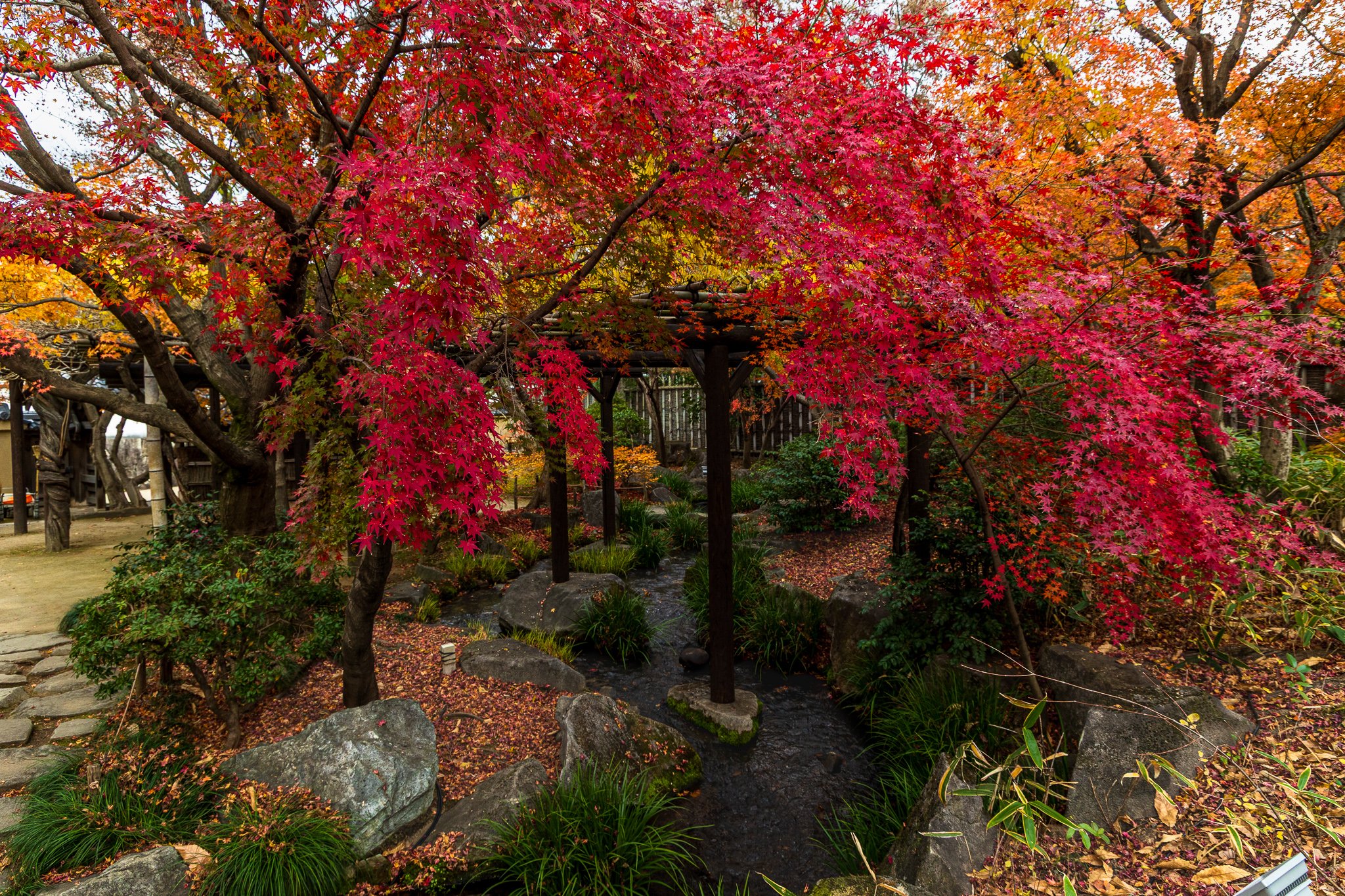 F19A5212_kokoen-garden.jpg