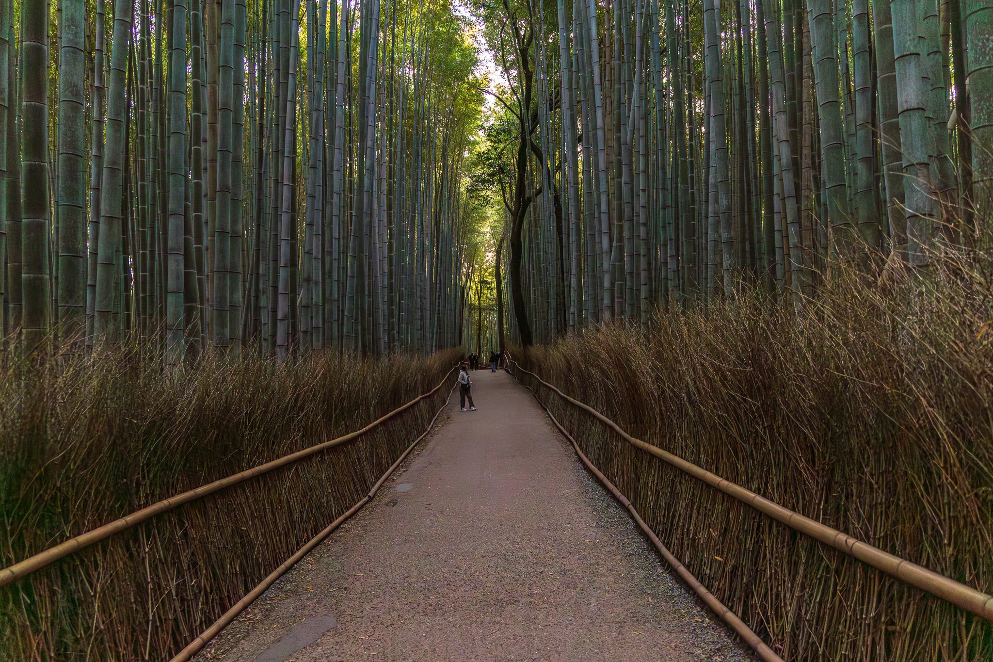 F19A3779_arashiyama-bamboo-forest.jpg