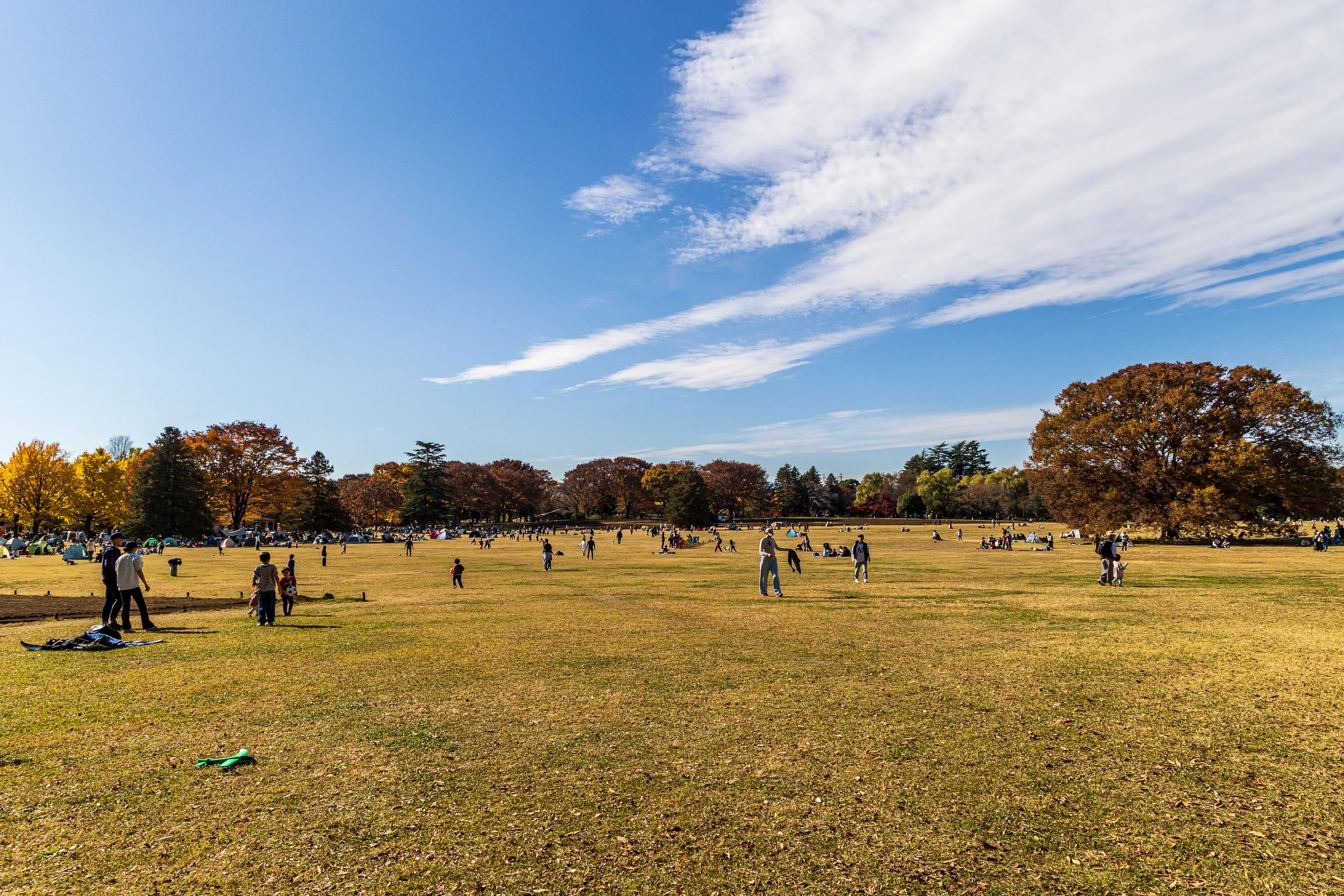 F19A0751_showa-kinen-park.jpg