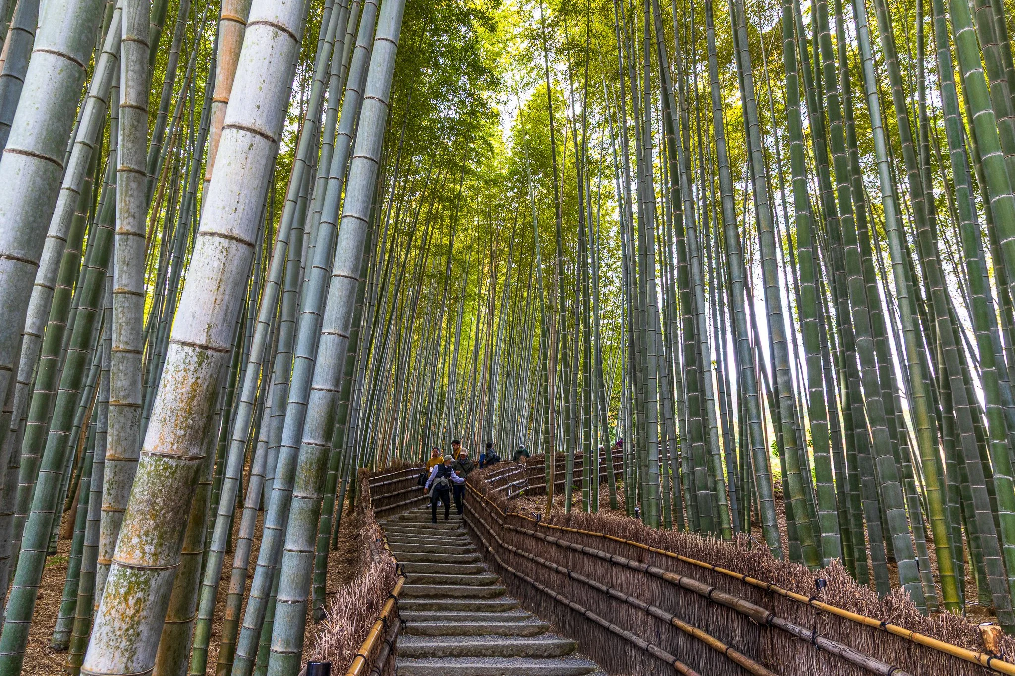 F19A4097_adashino-nenbutsu-ji.jpg