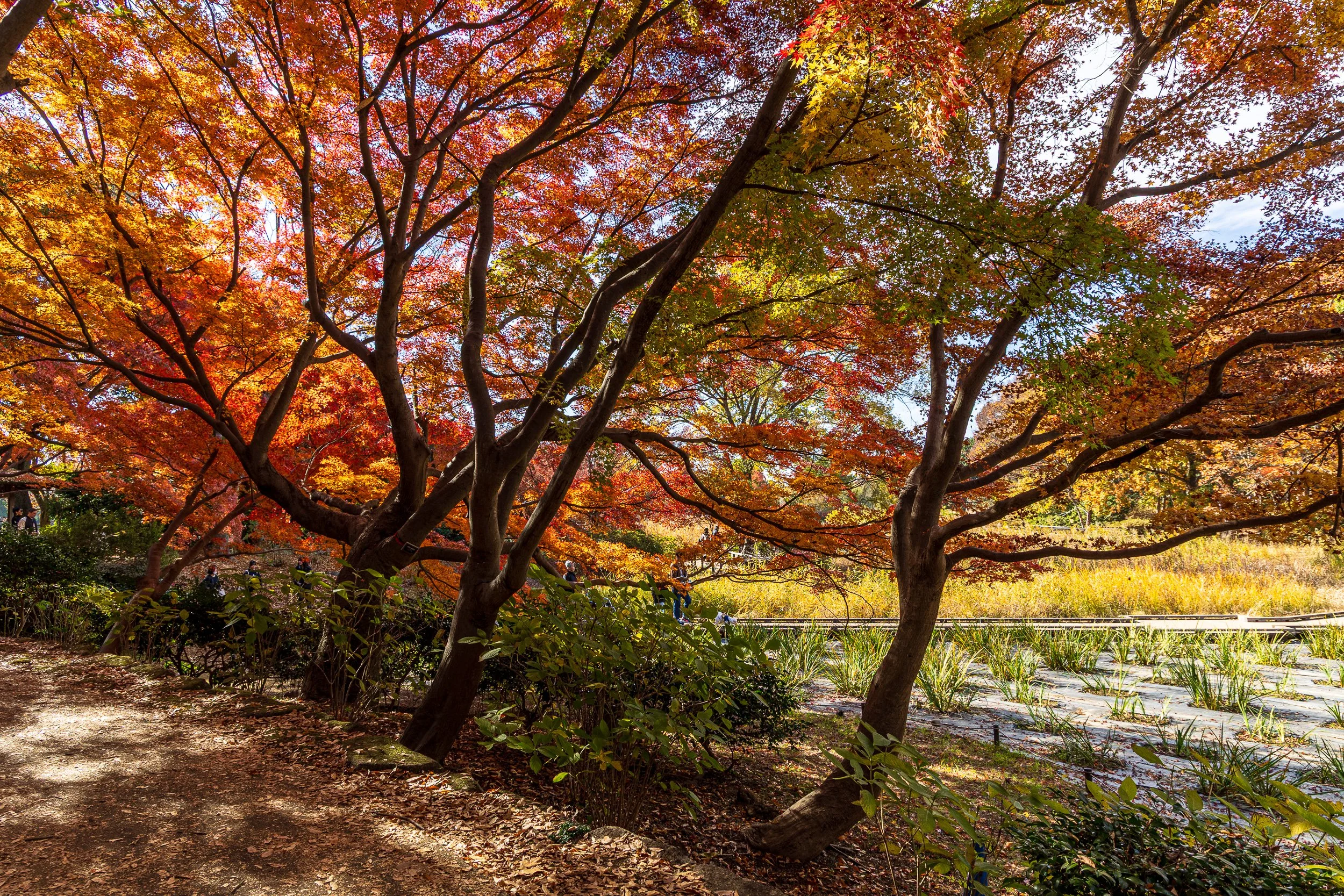 F19A0755_showa-kinen-park.jpg