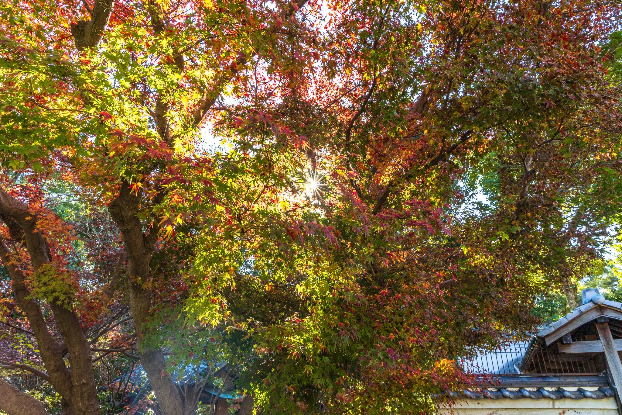 F19A3465_yoshikien-garden.jpg