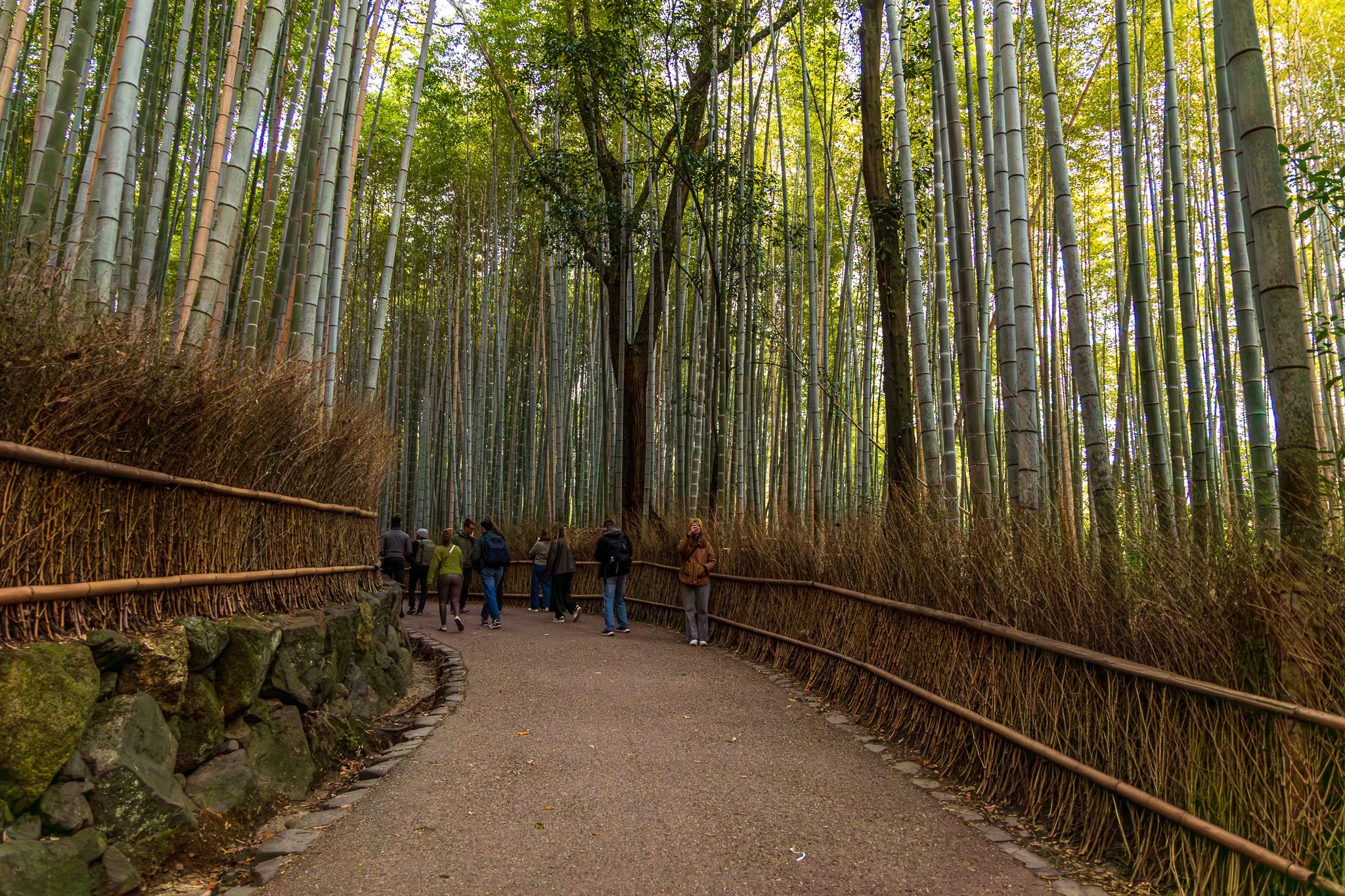 F19A3791_arashiyama-bamboo-forest.jpg