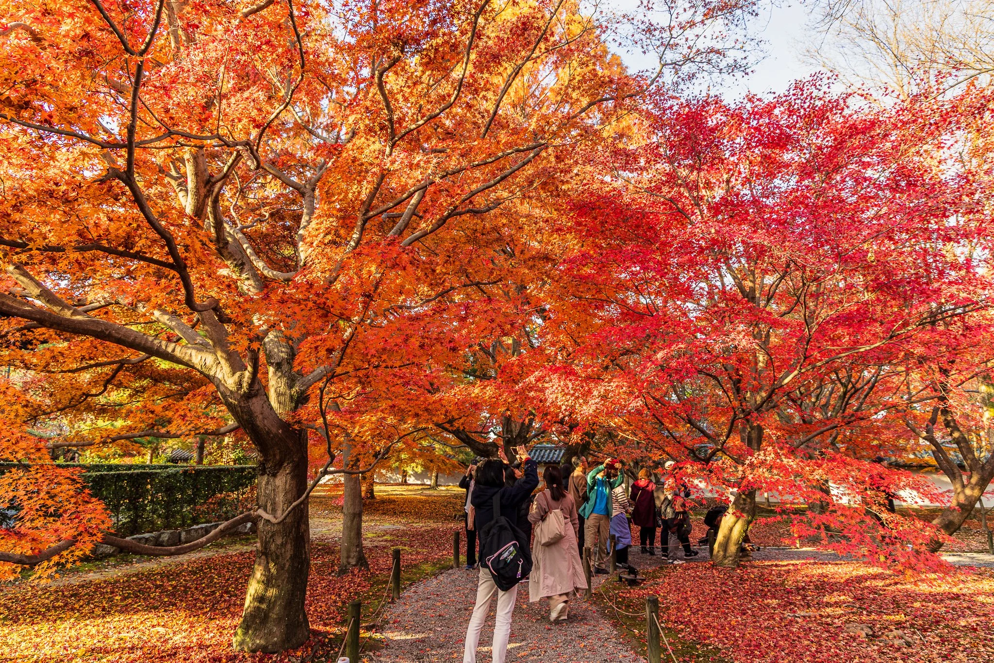 F19A4338_tofuku-ji.jpg