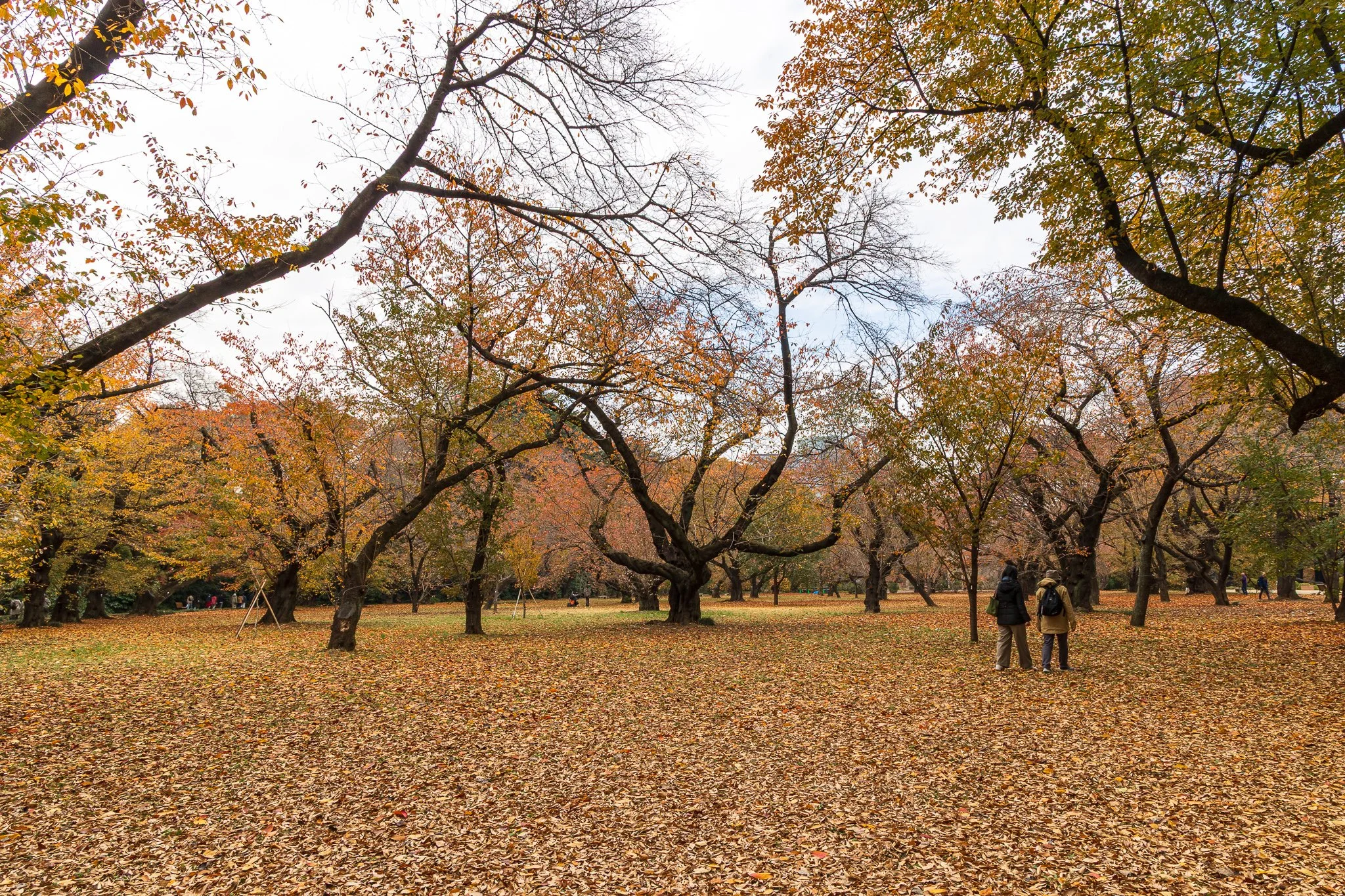 F19A2416_shinjuku-gyoen-national-garden.jpg