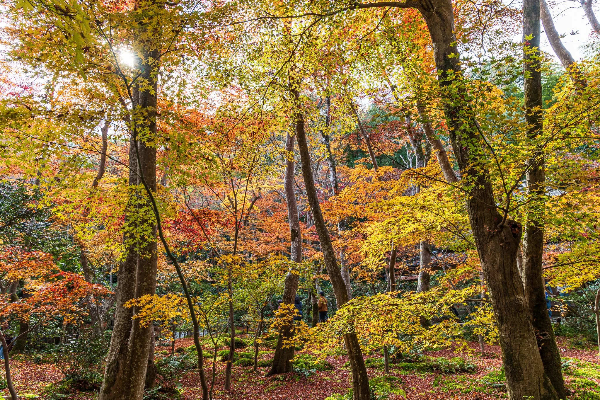 F19A4053_gio-ji-temple.jpg